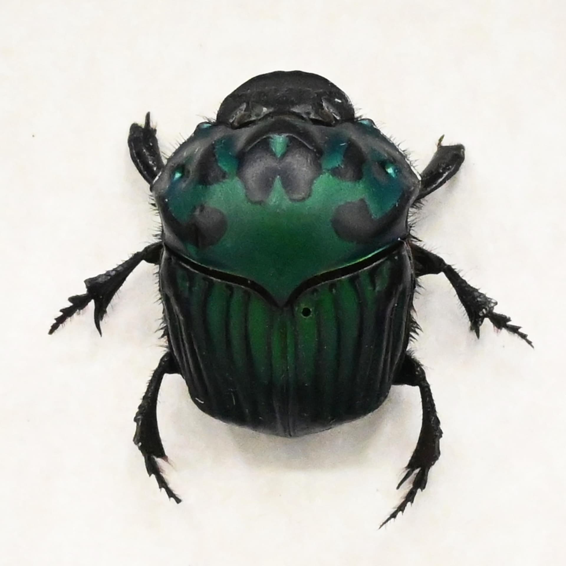 Real metallic green dung beetle framed taxidermy - Oxysternon conspicillatum - female
