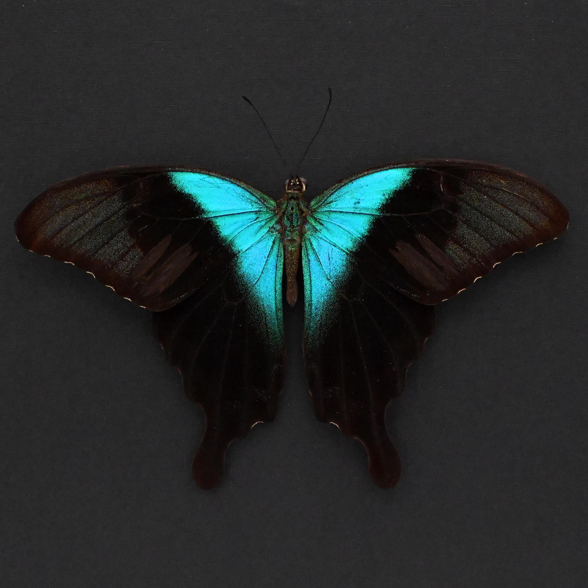 Real green Swallowtail butterfly framed taxidermy -Papilio peranthus insulicola - Victorian mount