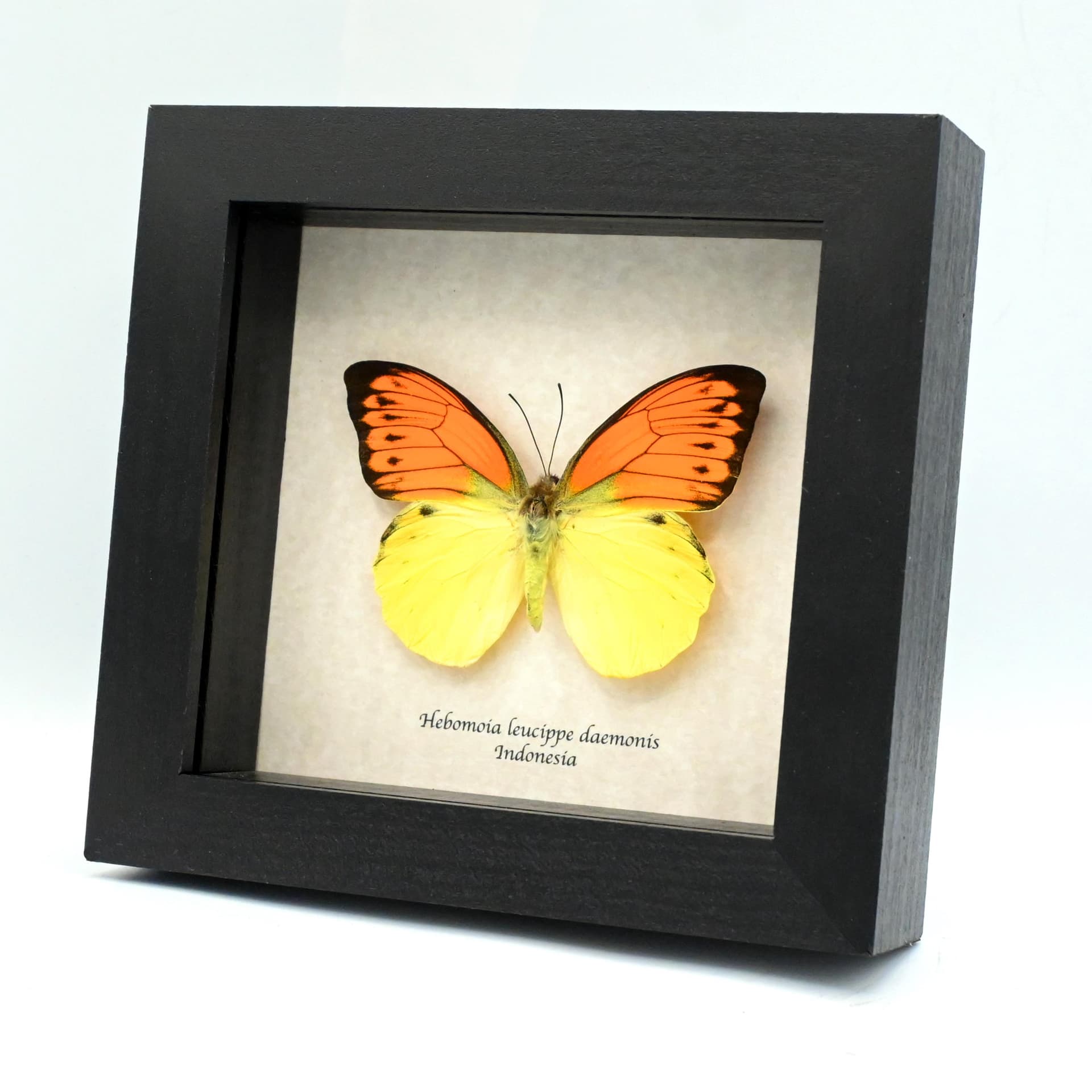Real yellow Sulphur butterfly framed taxidermy - Hebomoia leucippe daemonis