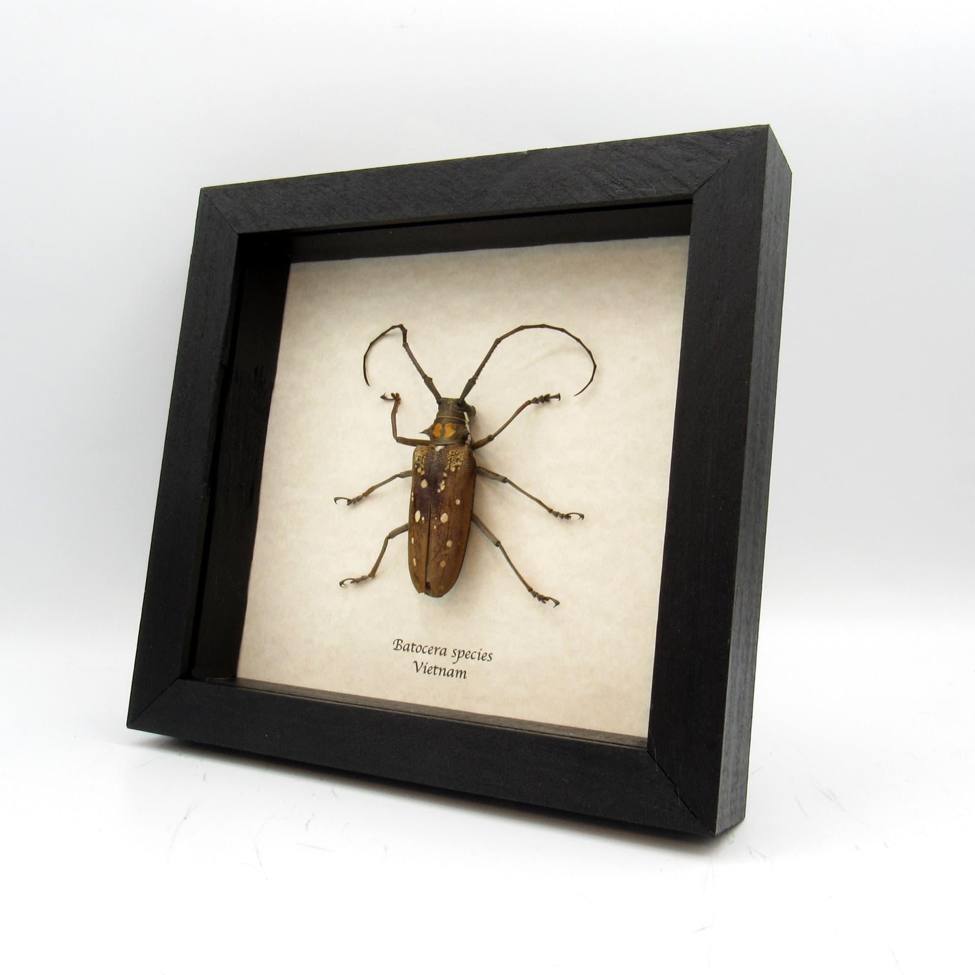 Real very large Long Horn beetle framed taxidermy - Batocera species