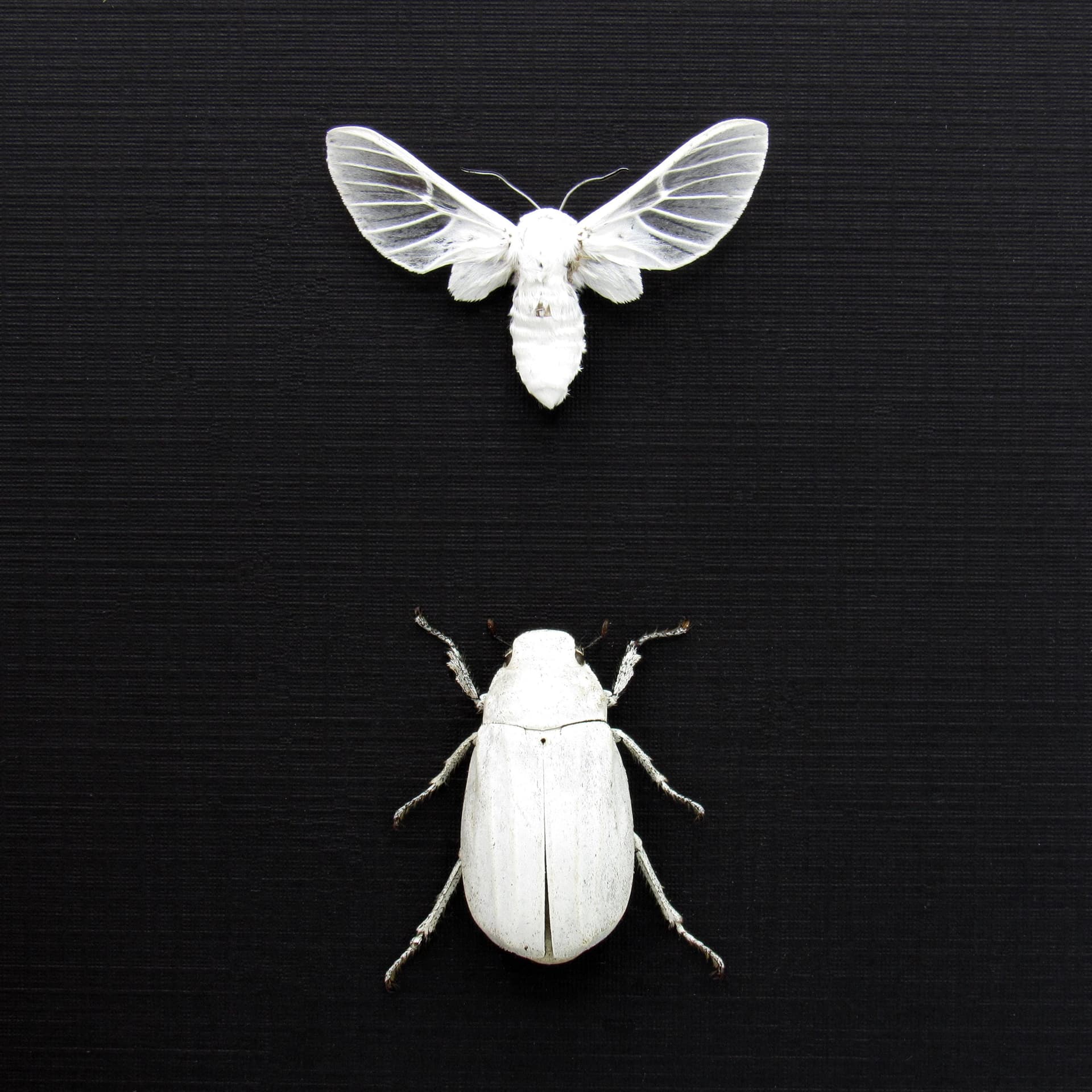 Real all white beetle and moth framed taxidermy - Melolonthinae cyphochilus and Balacra pulchra