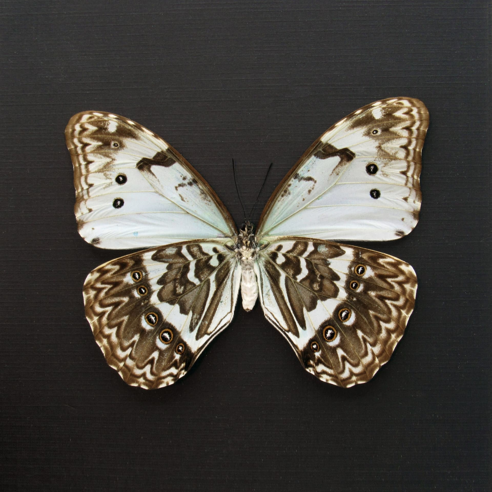 Rare pale green opalescent Mint Morpho butterfly framed taxidermy - Morpho catenaria - dark form female
