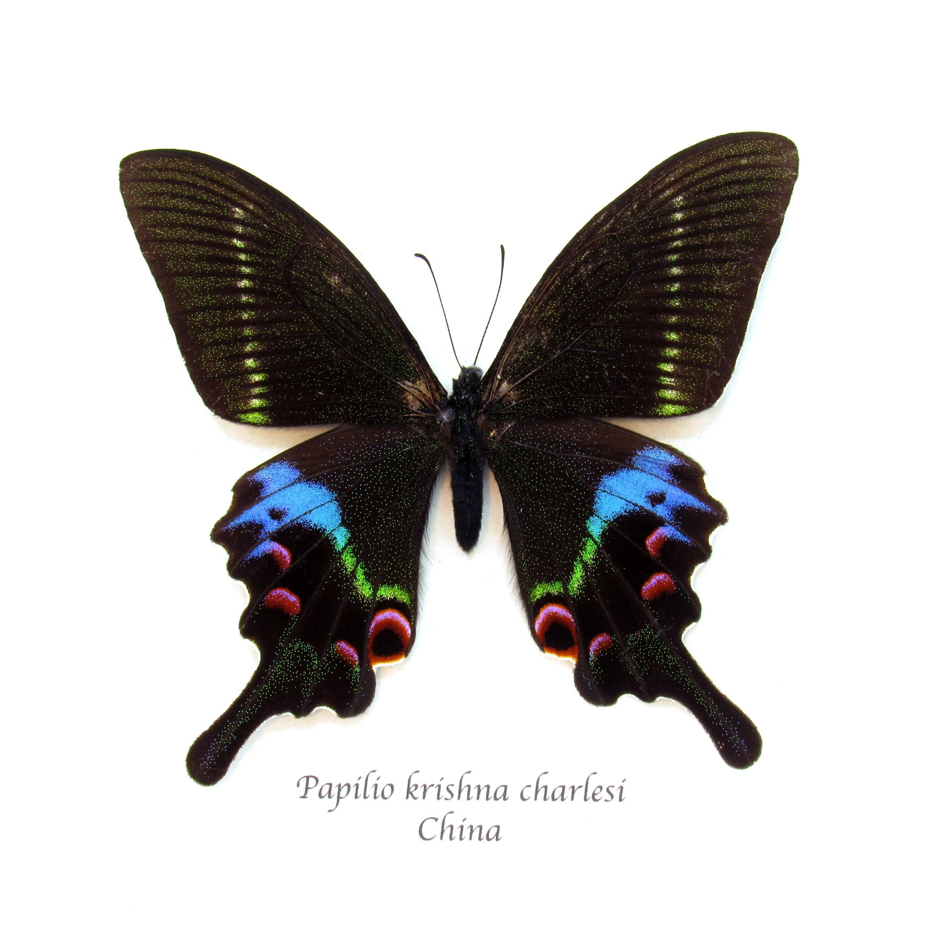 Rare Krishna Peacock Swallowtail butterfly framed taxidermy - Papilio krishna charlesi - minor damage
