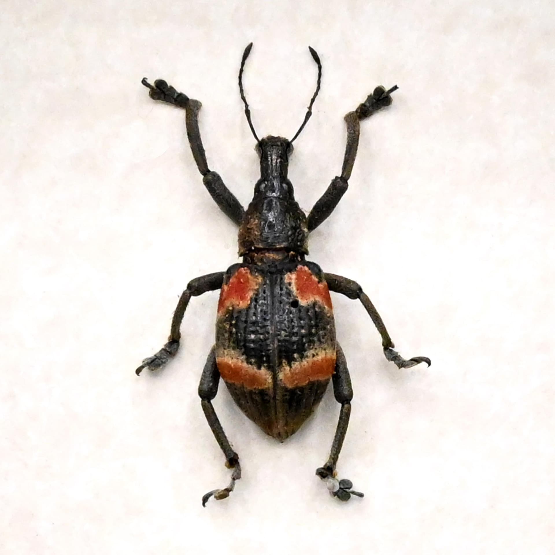 Real Weevil framed beetle taxidermy - Curculionidae species
