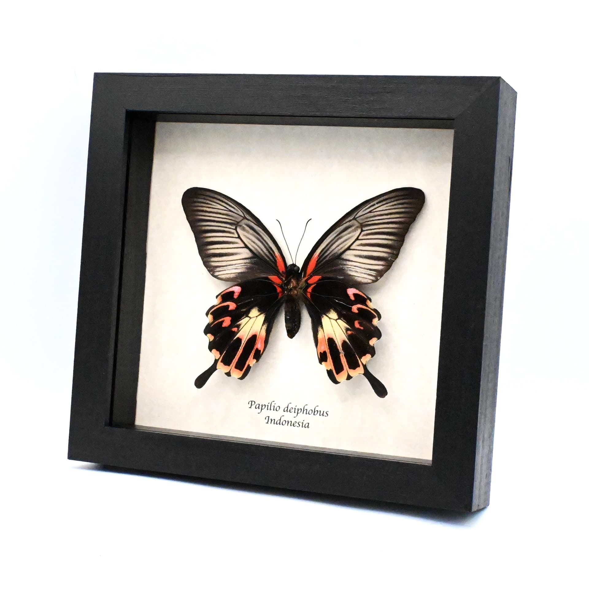 Rare Giant Swallowtail butterfly framed taxidermy - Papilio deiphobus - female