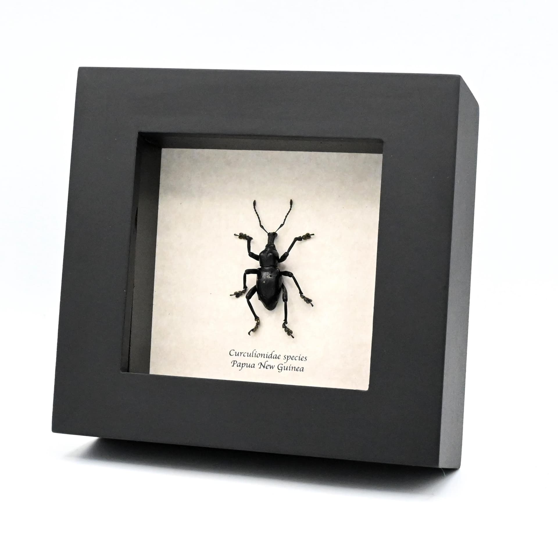 Real jet black Weevil framed beetle taxidermy - Curculionidae species