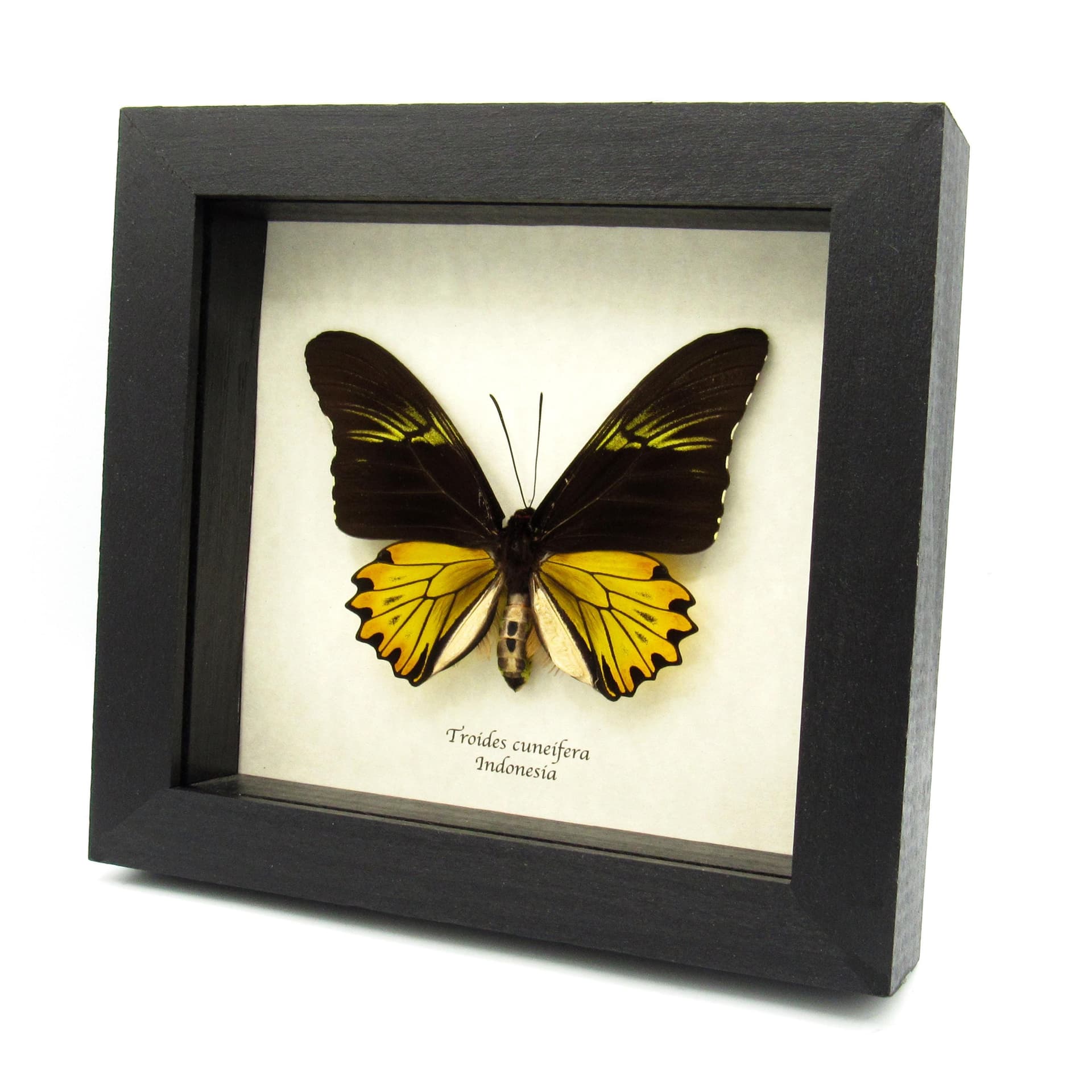 Large yellow Birdwing butterfly framed taxidermy - Troides cuneifera