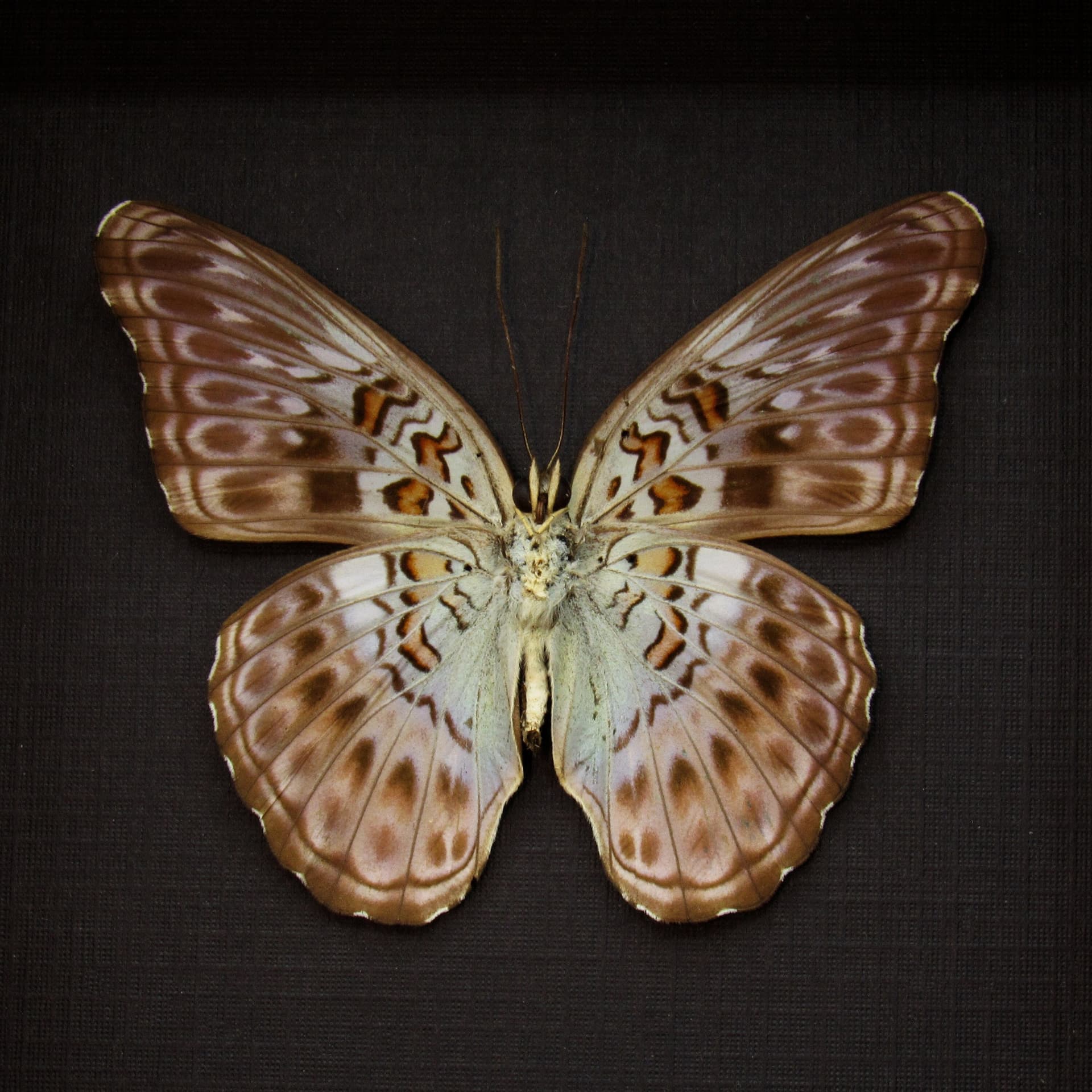 Real lavender butterfly framed taxidermy - Moduza lycone kojimai