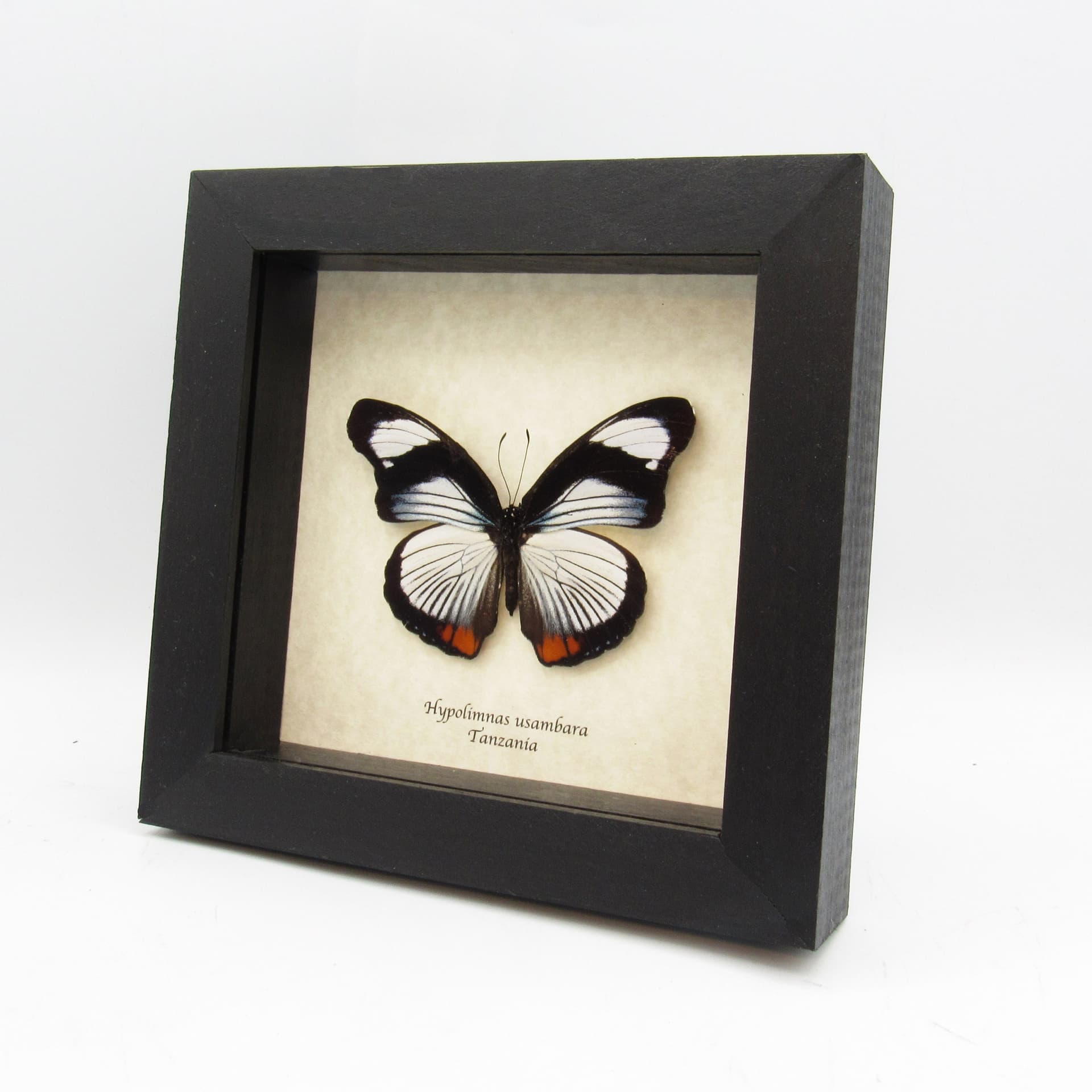 Rare Red Spot Diadem butterfly framed - Hypolimnas usambara - large female