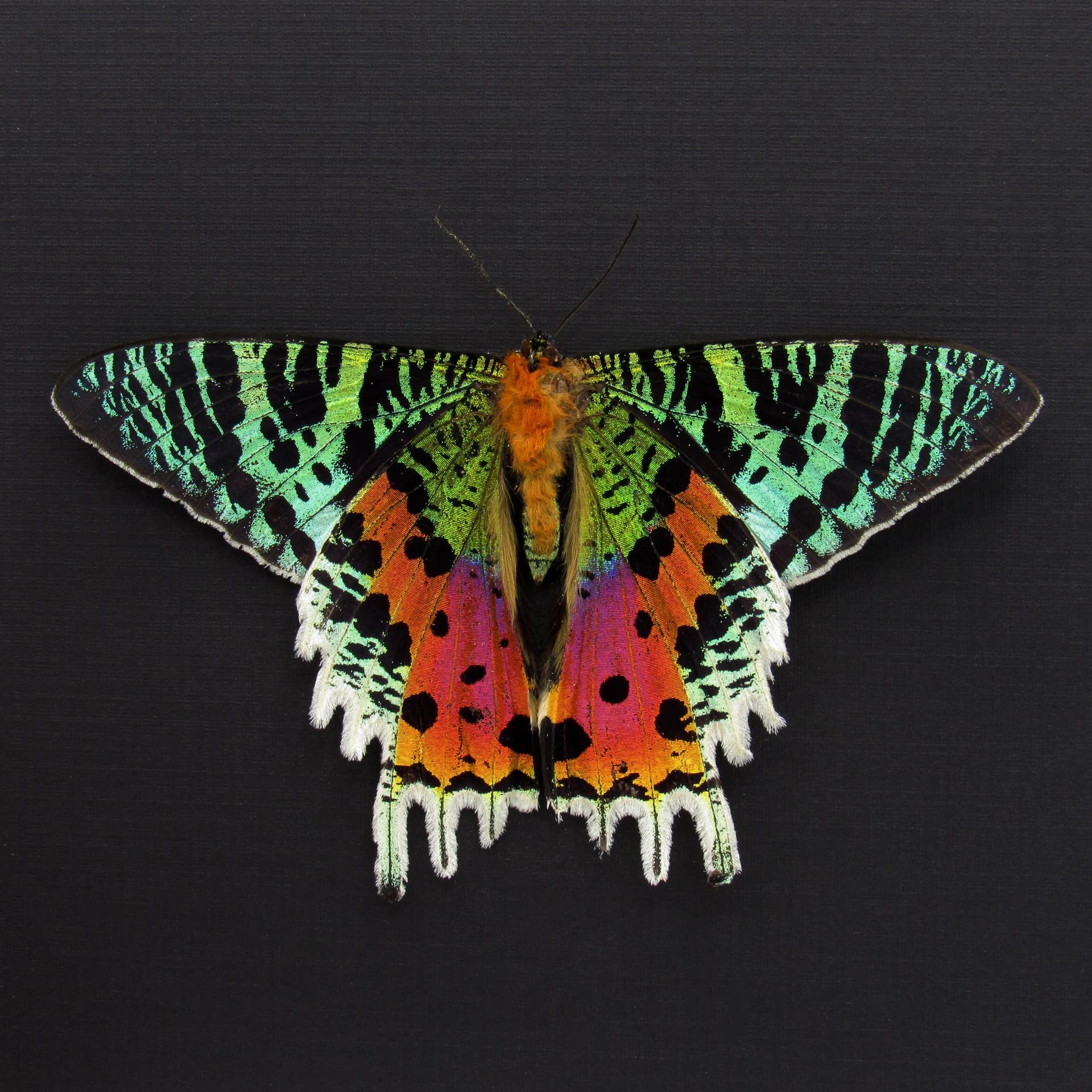 Real Rainbow Sunset Moth framed - Urania ripheus - Victorian mount