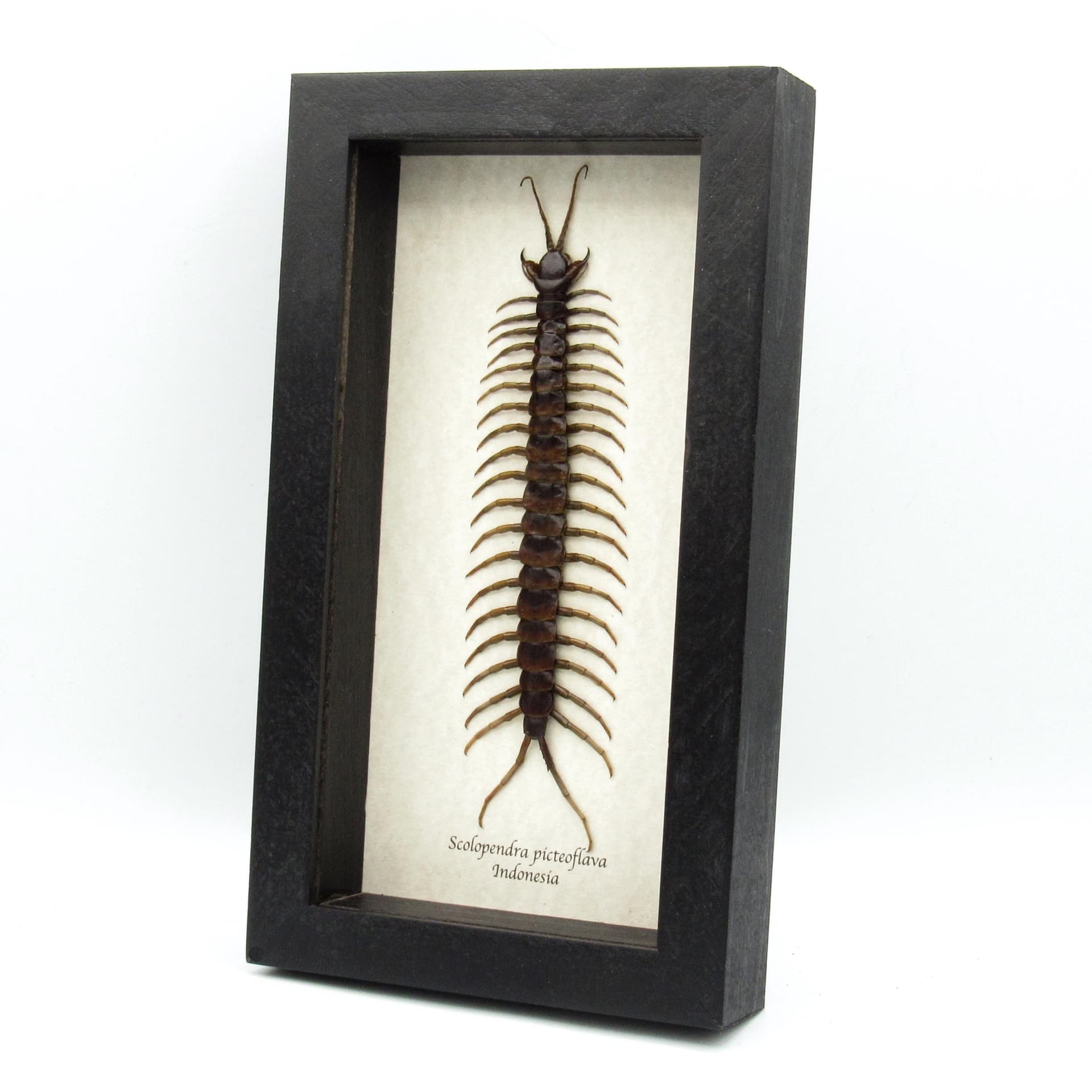 Giant Poisonous Forest Centipede framed taxidermy - Scolopendra picteoflava - 7.4 inches