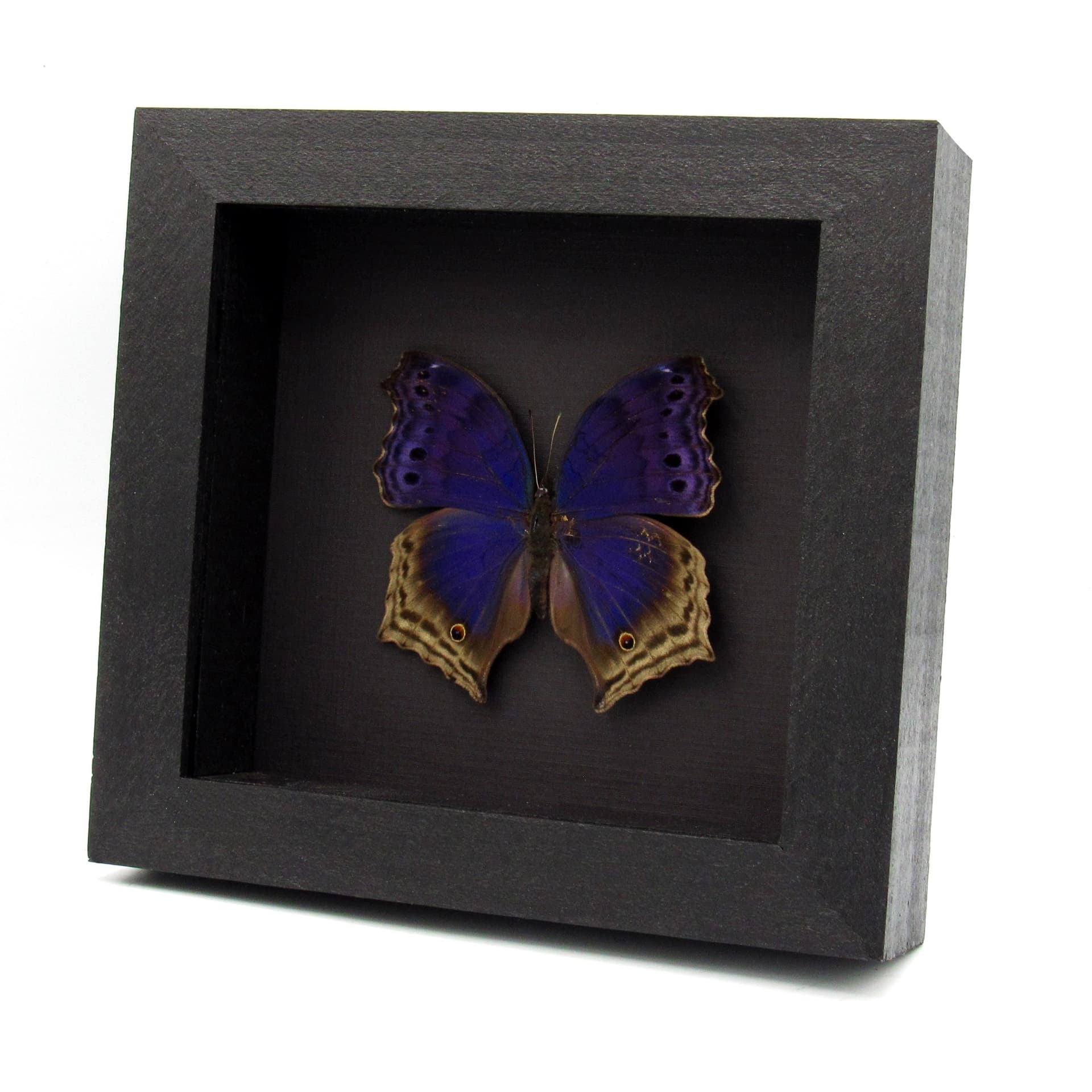 Real Blue Mother of Pearl butterfly framed taxidermy - Protogoniomorpha temora