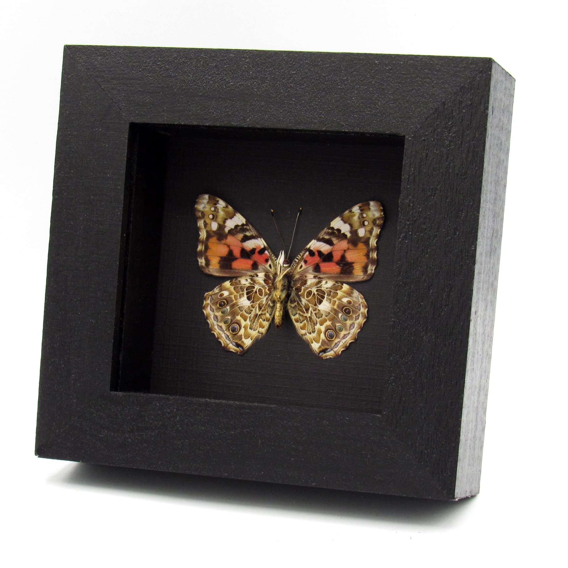 Real Painted Lady butterfly framed taxidermy - Vanessa cardui