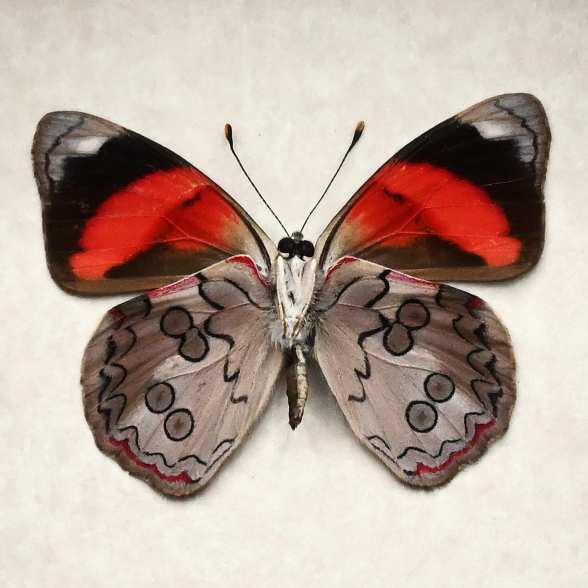 Real Orange-striped Eighty-eight Butterfly framed taxidermy - Diaethria pandama