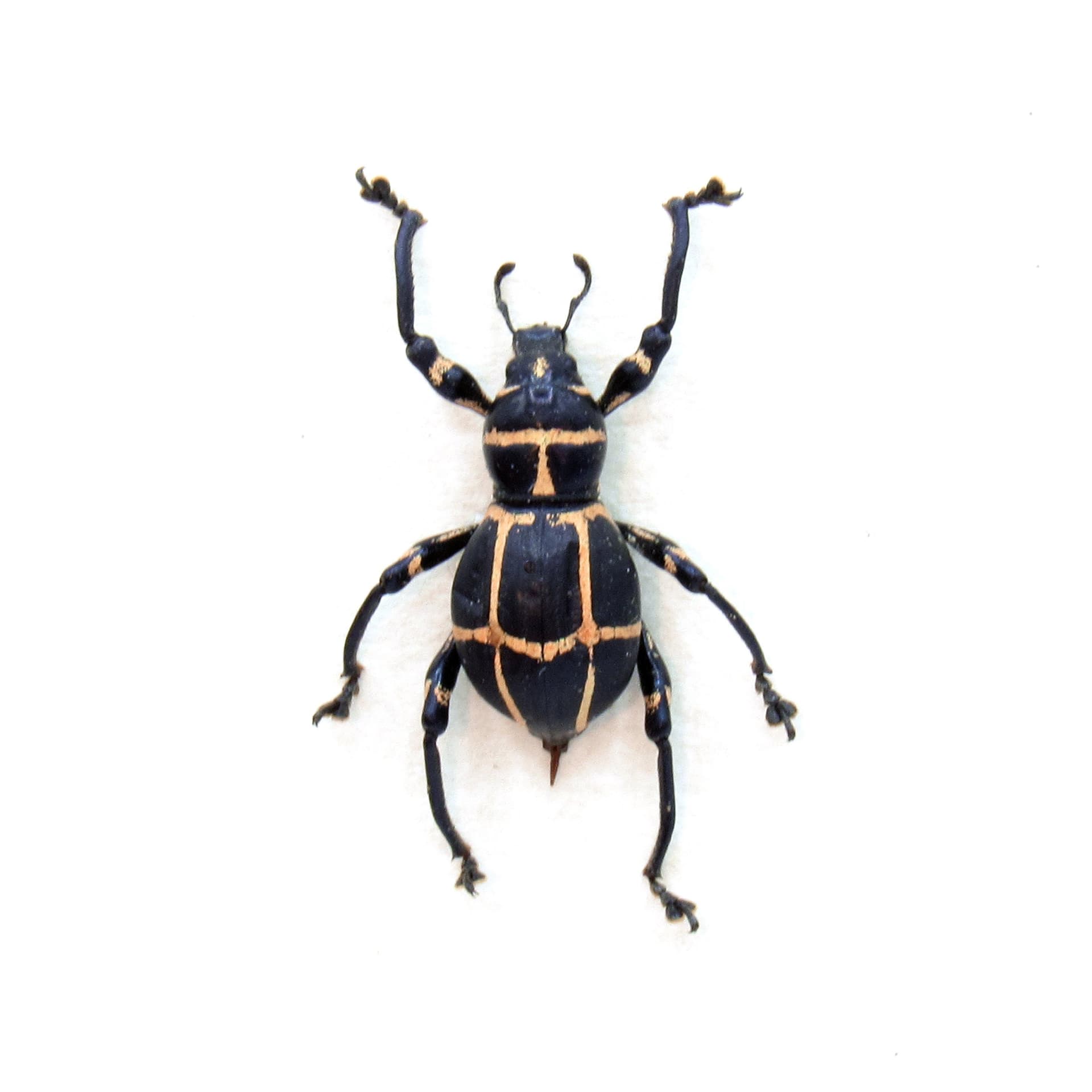 WEEVIL MANIA - Real pink beetle framed taxidermy - Pachyrhynchus moniliferus