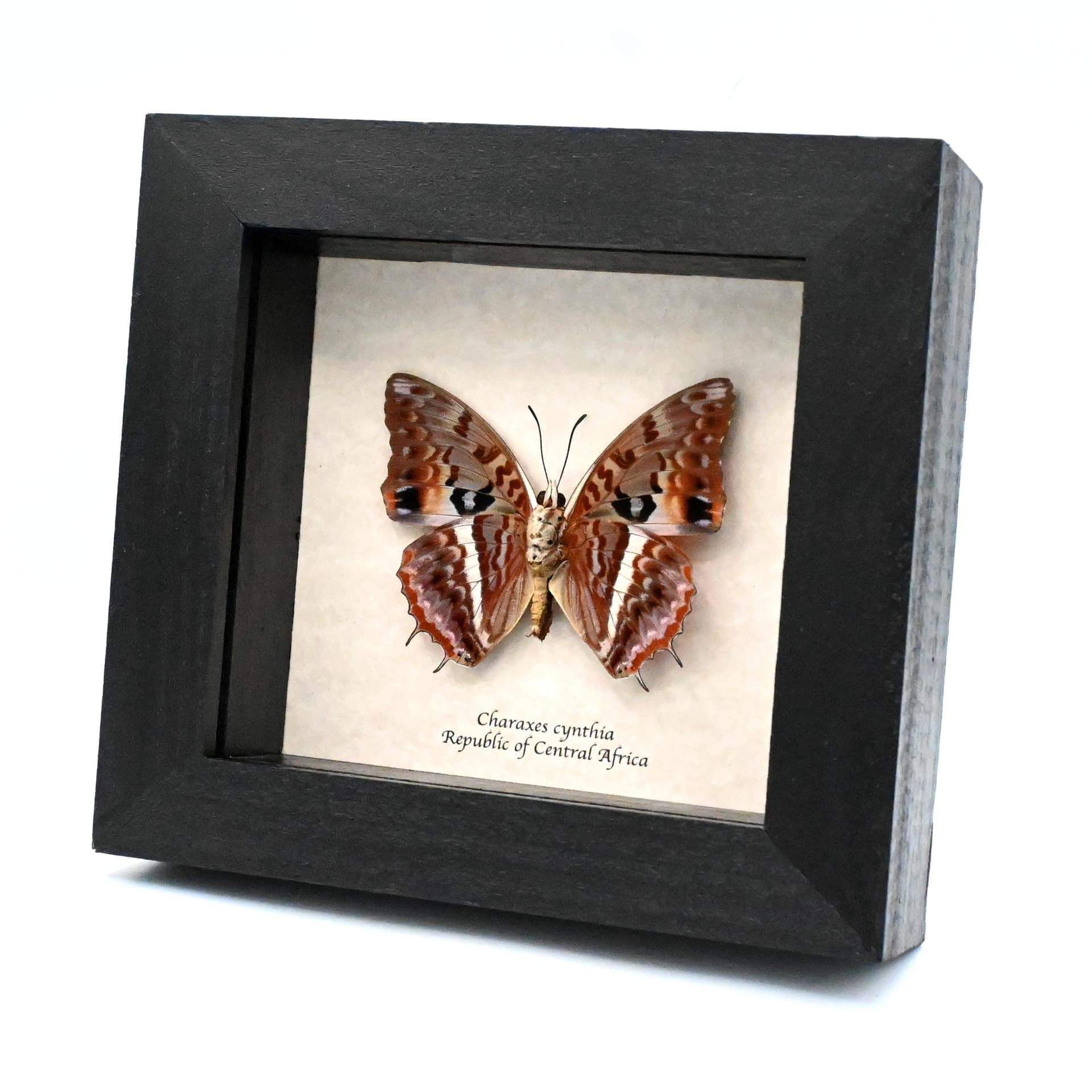 Real Western Red Charaxes framed taxidermy - Charaxes cynthia - female