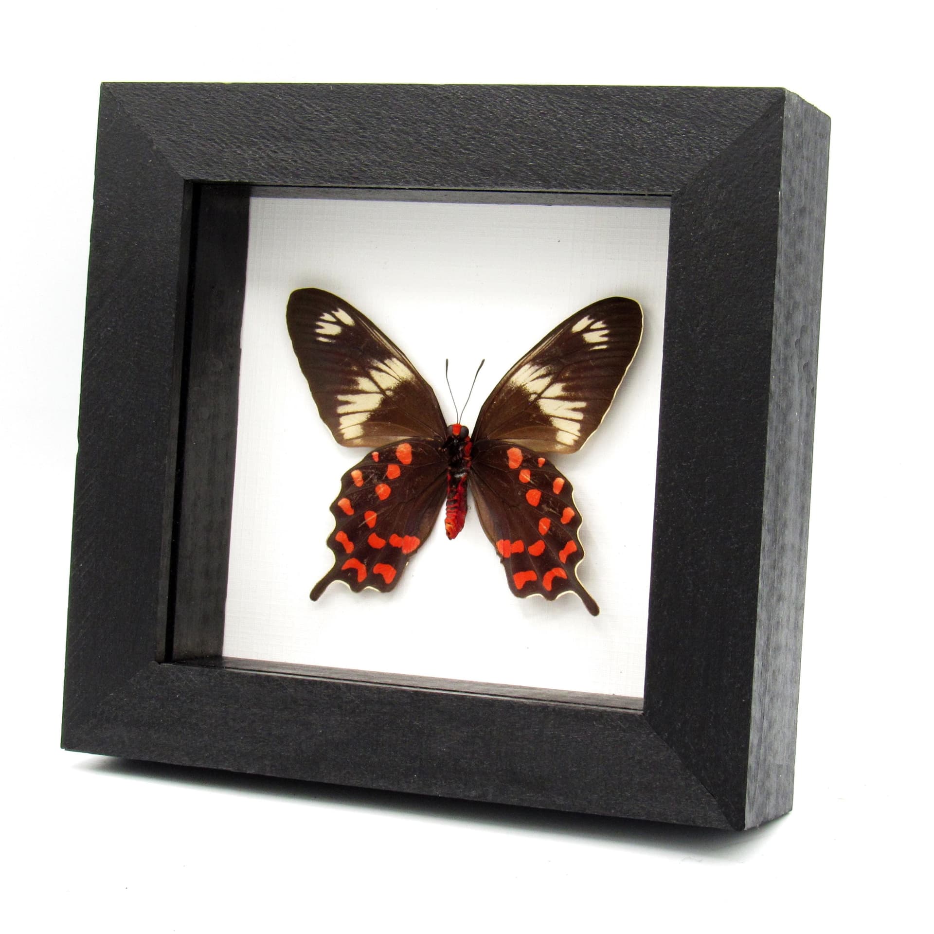 Rare red butterfly framed taxidermy - Pachliopta hector