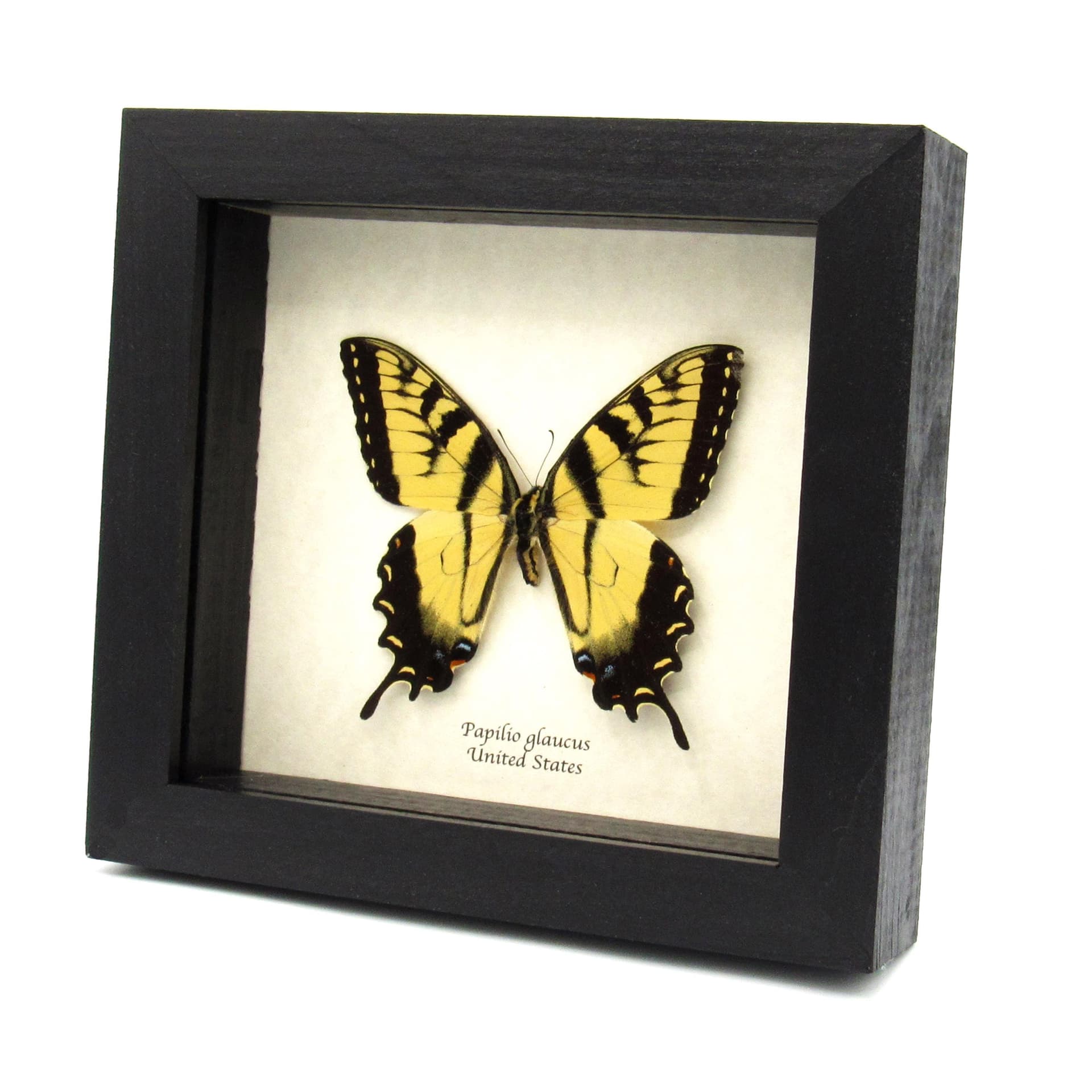 Real large Tiger Swallowtail butterfly framed taxidermy - large female