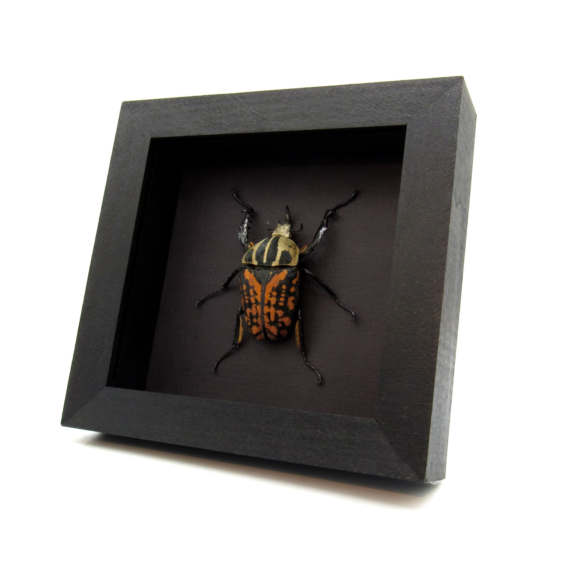 Very large real flower beetle framed taxidermy - Mecynorhina oberthuri decorata