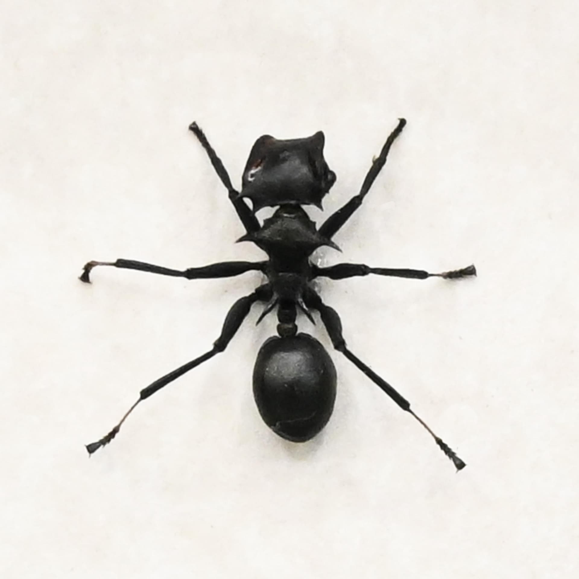 Real Turtle Ant framed taxidermy - Cephalotes atratus
