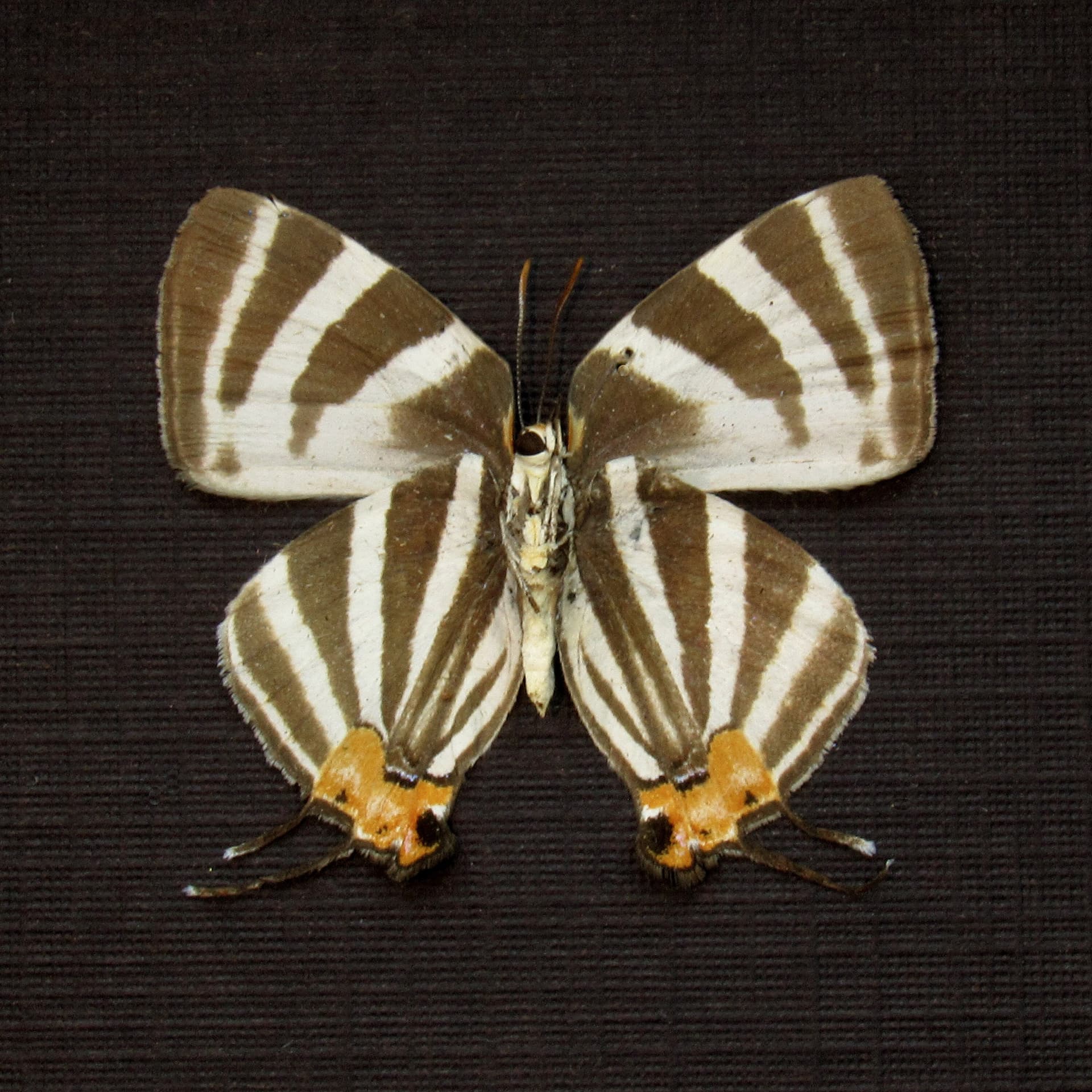 Real Hairstreak butterfly framed taxidermy - Arawacus species