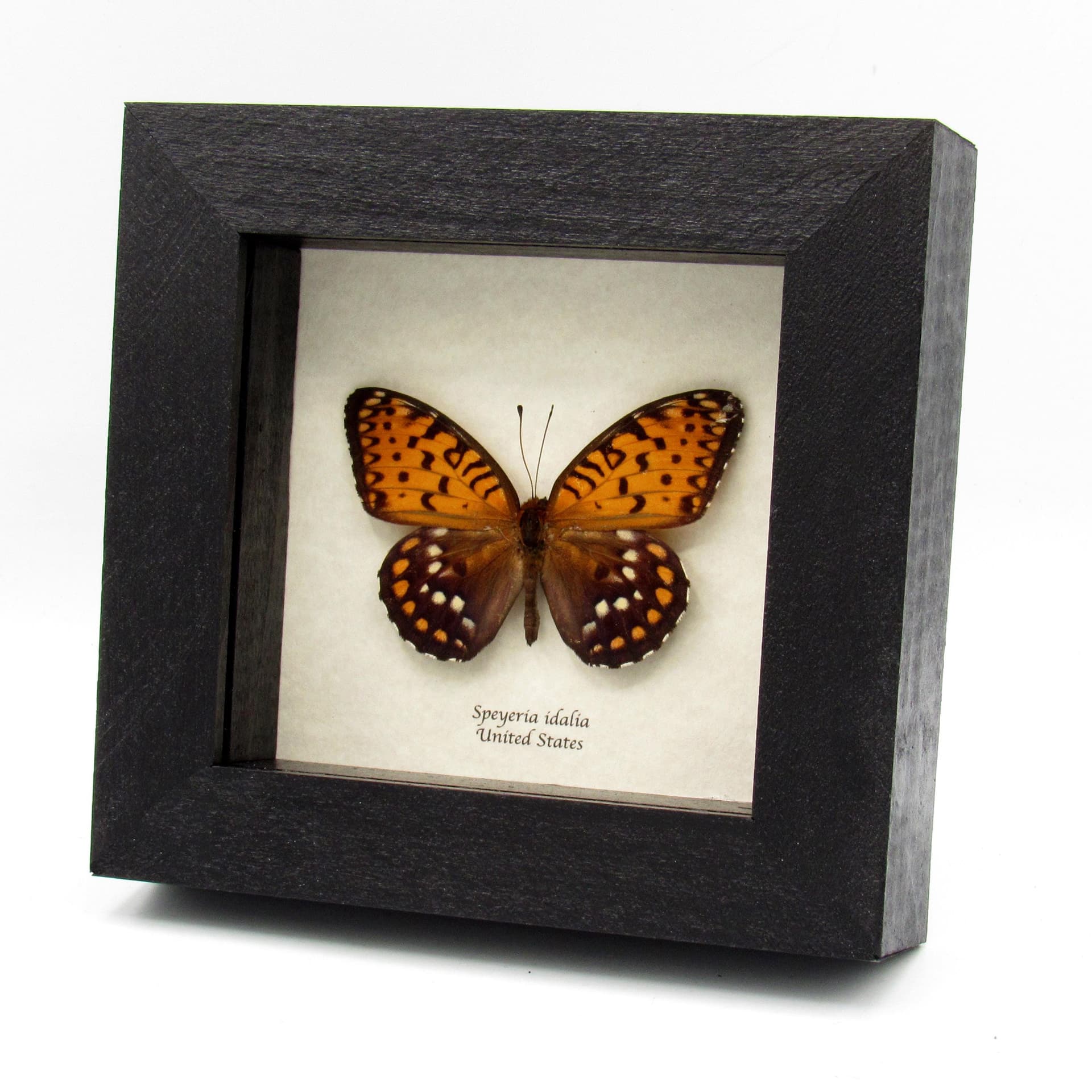 Rare Regal Fritillary butterfly framed taxidermy - Speyeria idalia