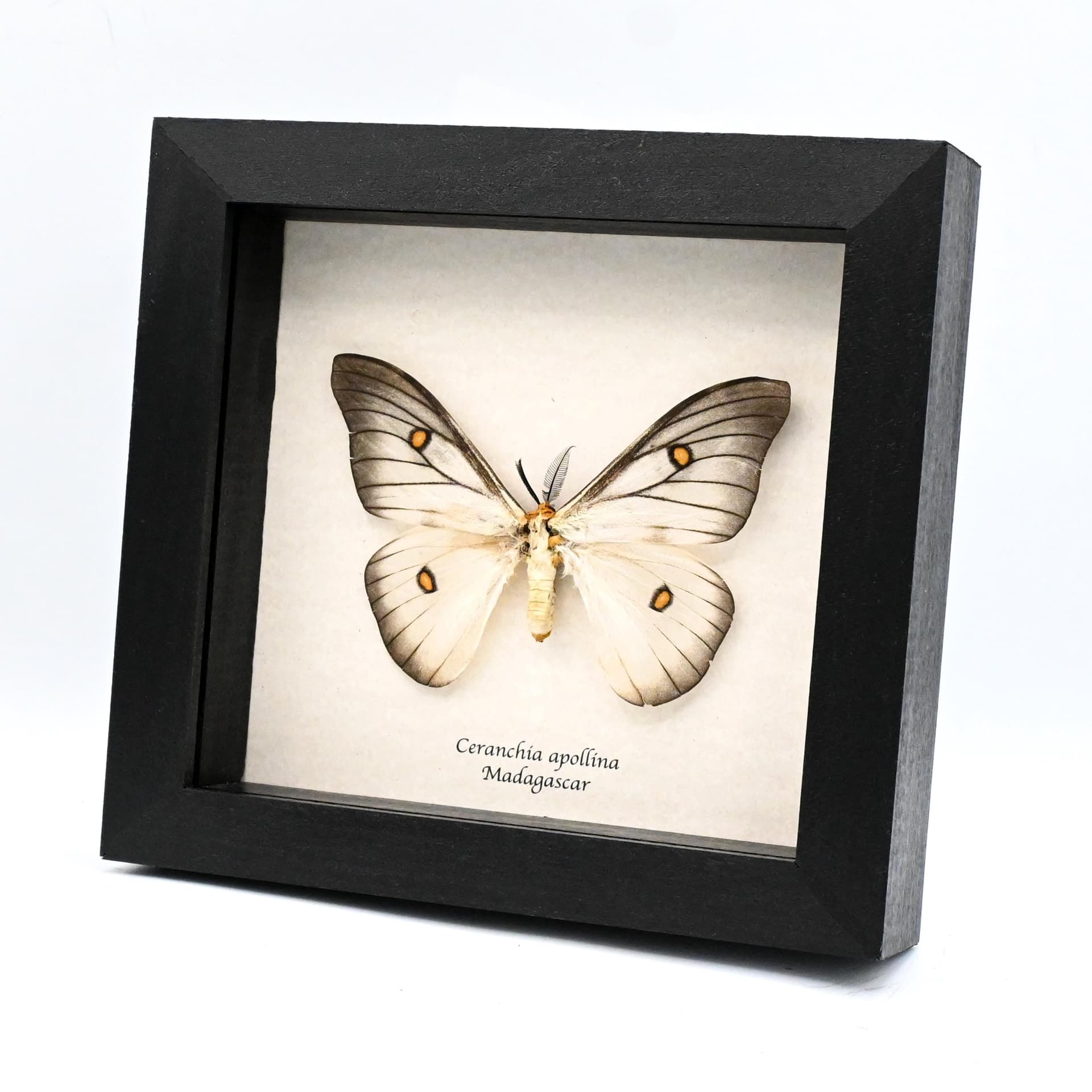 Real Ghostly Silk Moth framed taxidermy - Ceranchia apollina