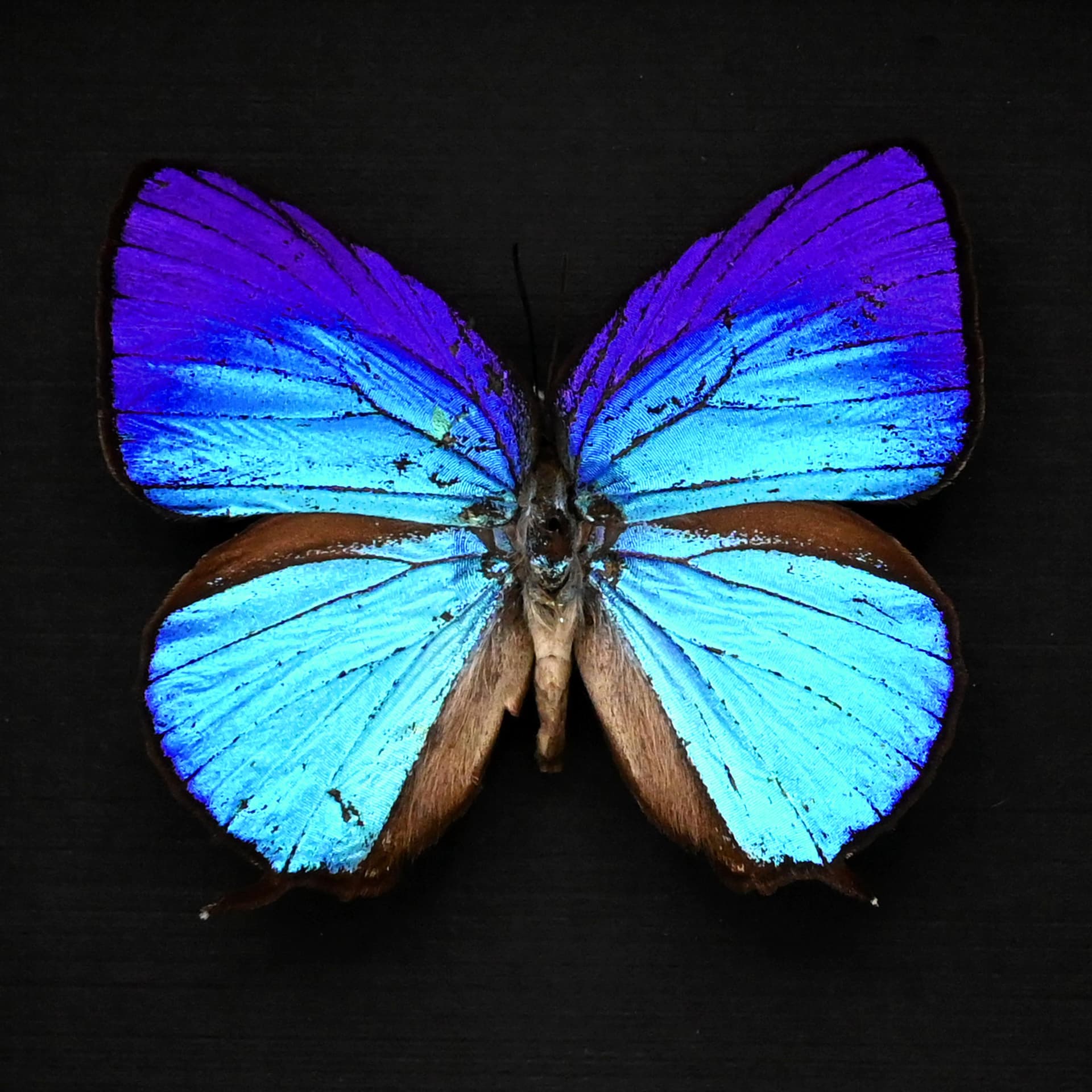 Real iridescent blue Hairstreak butterfly framed taxidermy - Arhopala aexone