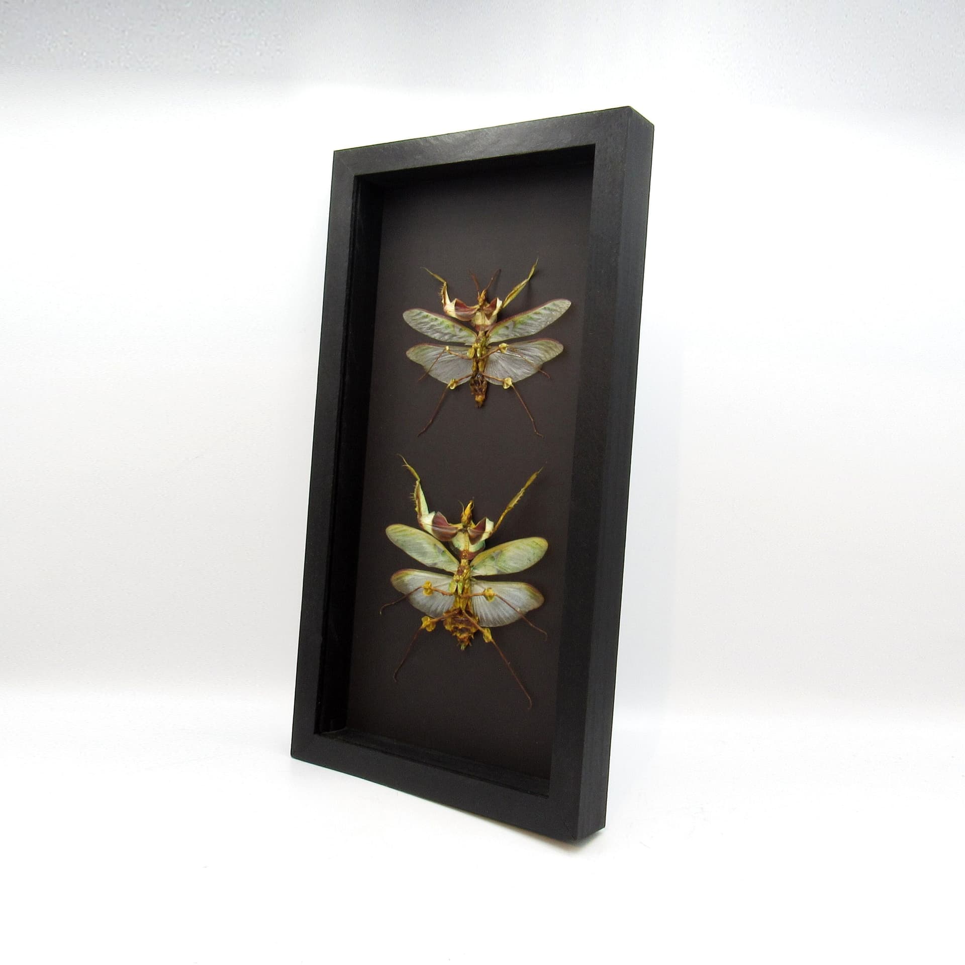 Real Giant Devils Flower Mantis framed taxidermy - Idolomantis diabolica winged adult - male + female pair