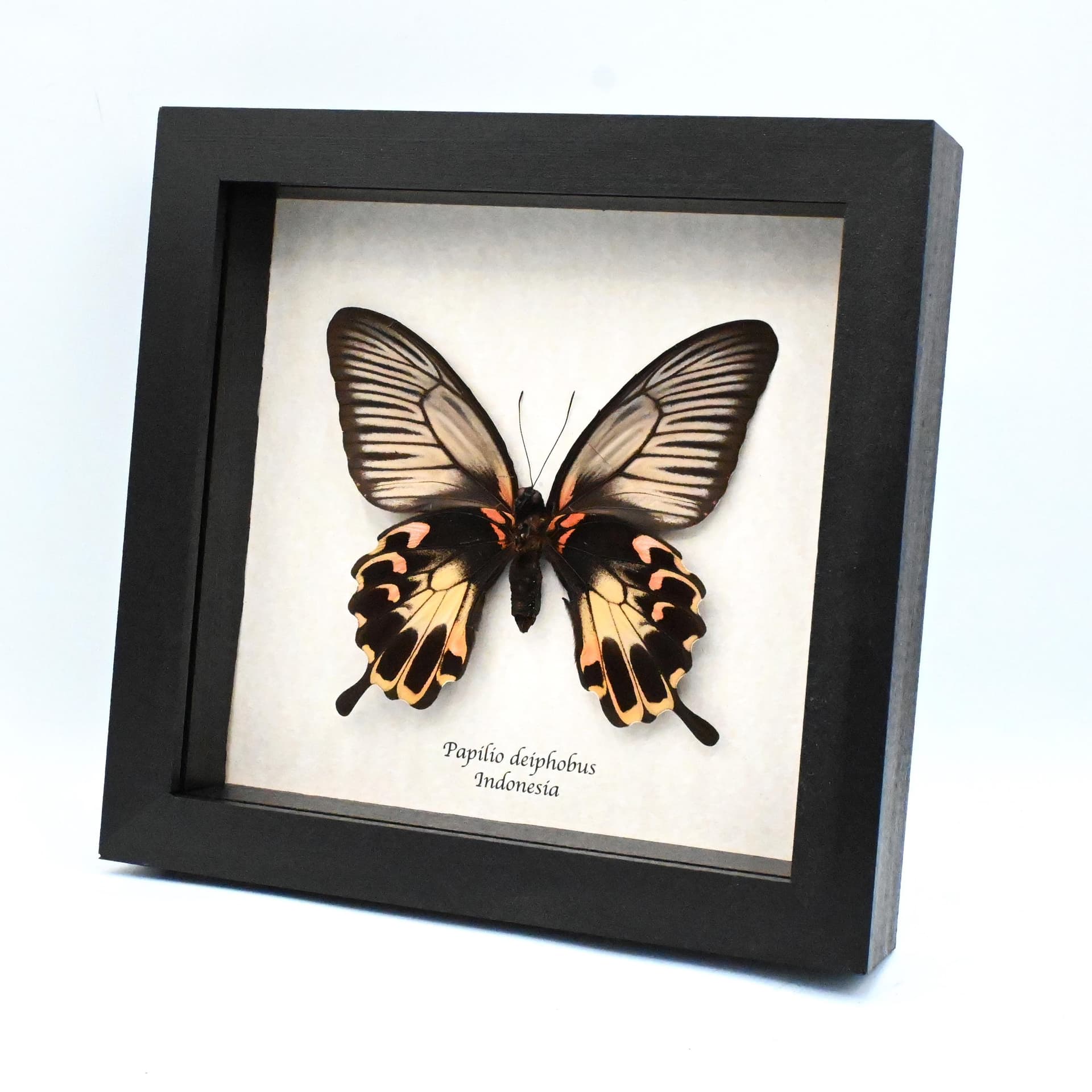 Rare Giant pink Swallowtail butterfly framed taxidermy - Papilio deiphobus - female