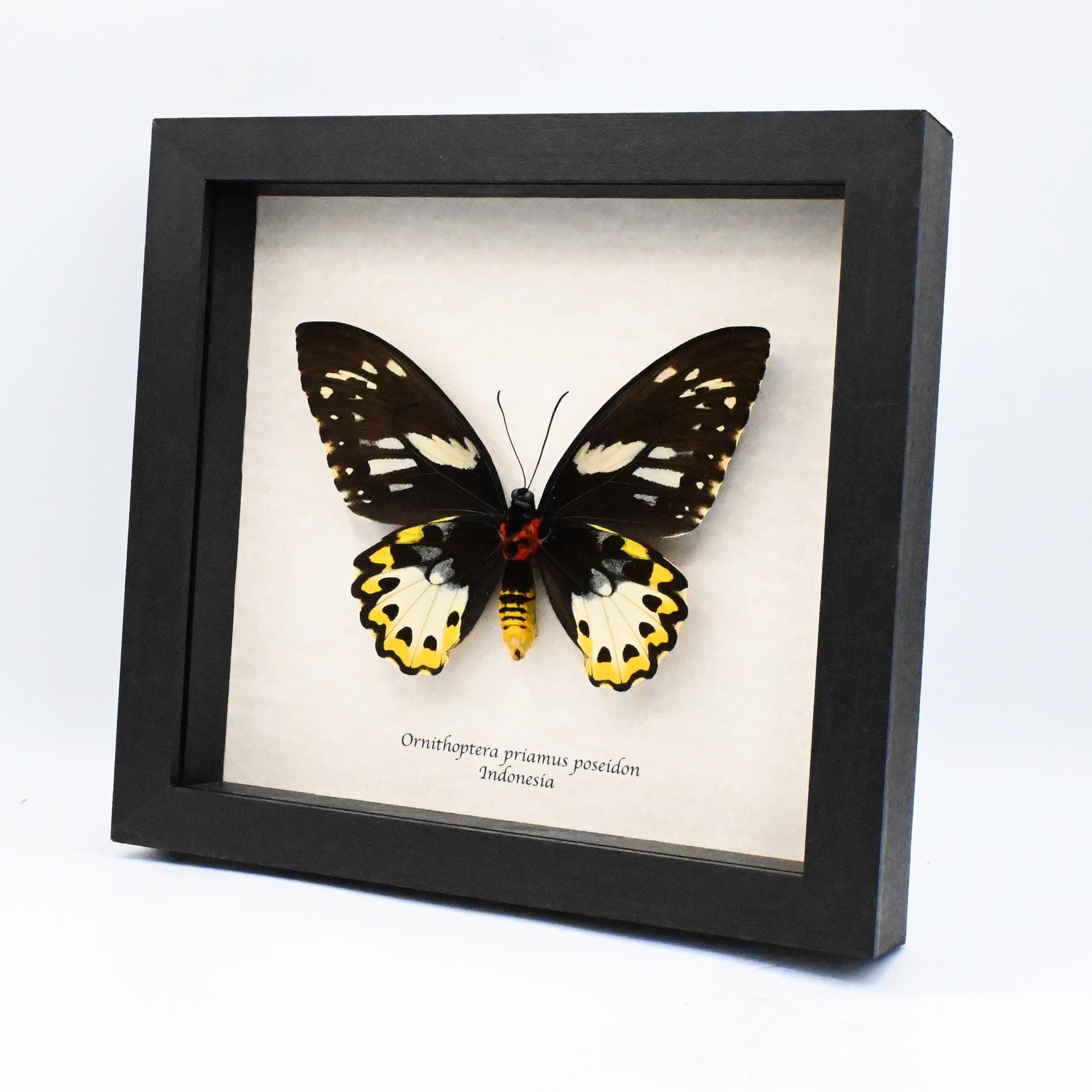 Real XL butterfly framed taxidermy - Ornithoptera priamus poseidon - female
