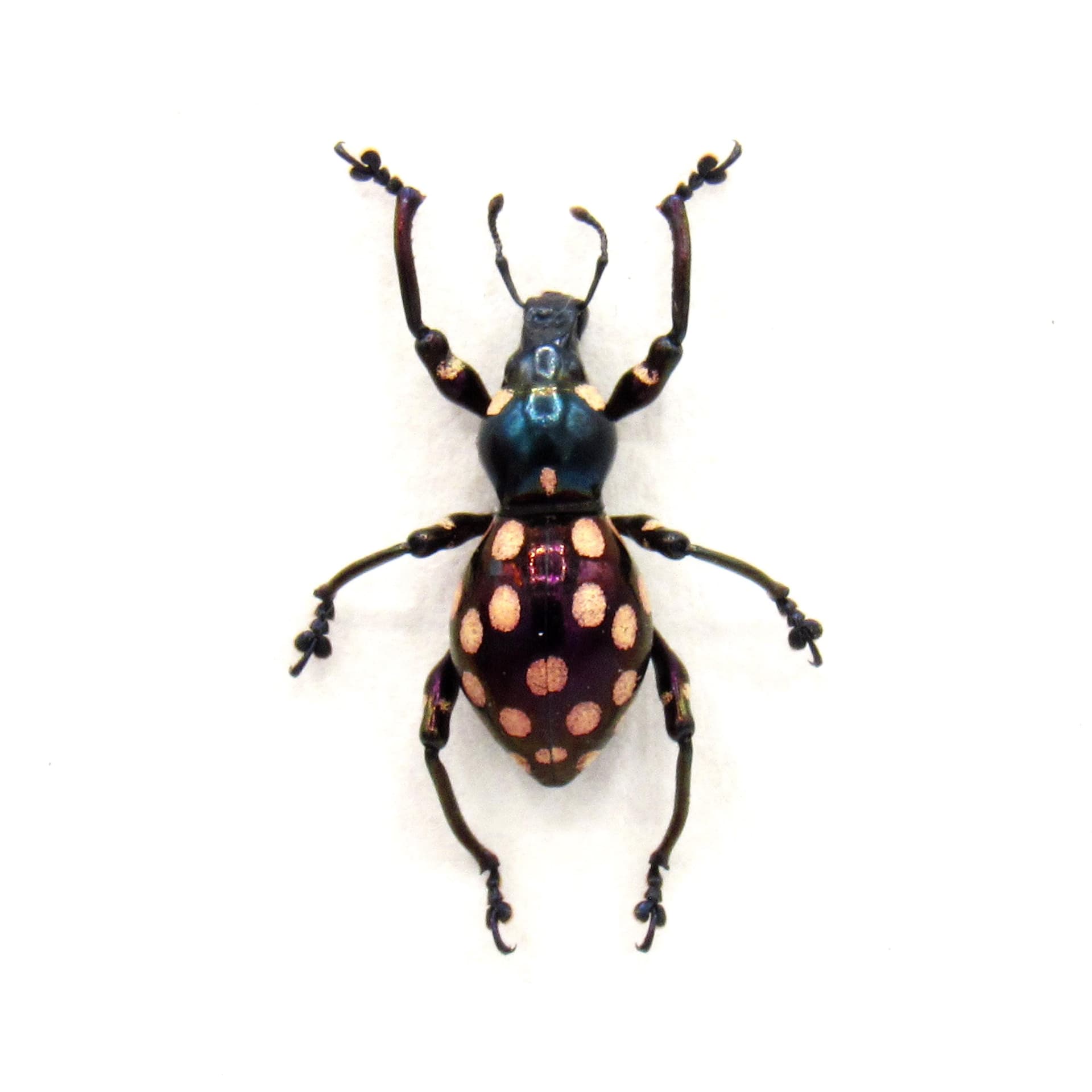 Rare iridescent weevil beetle framed specimen - Pachyrhynchus chlorites - large female