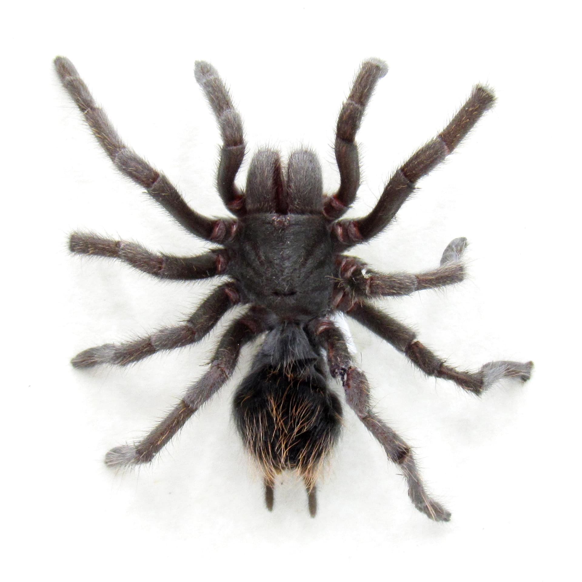 Real Grand Canyon Black Tarantula framed taxidermy - Aphonopelma marxi