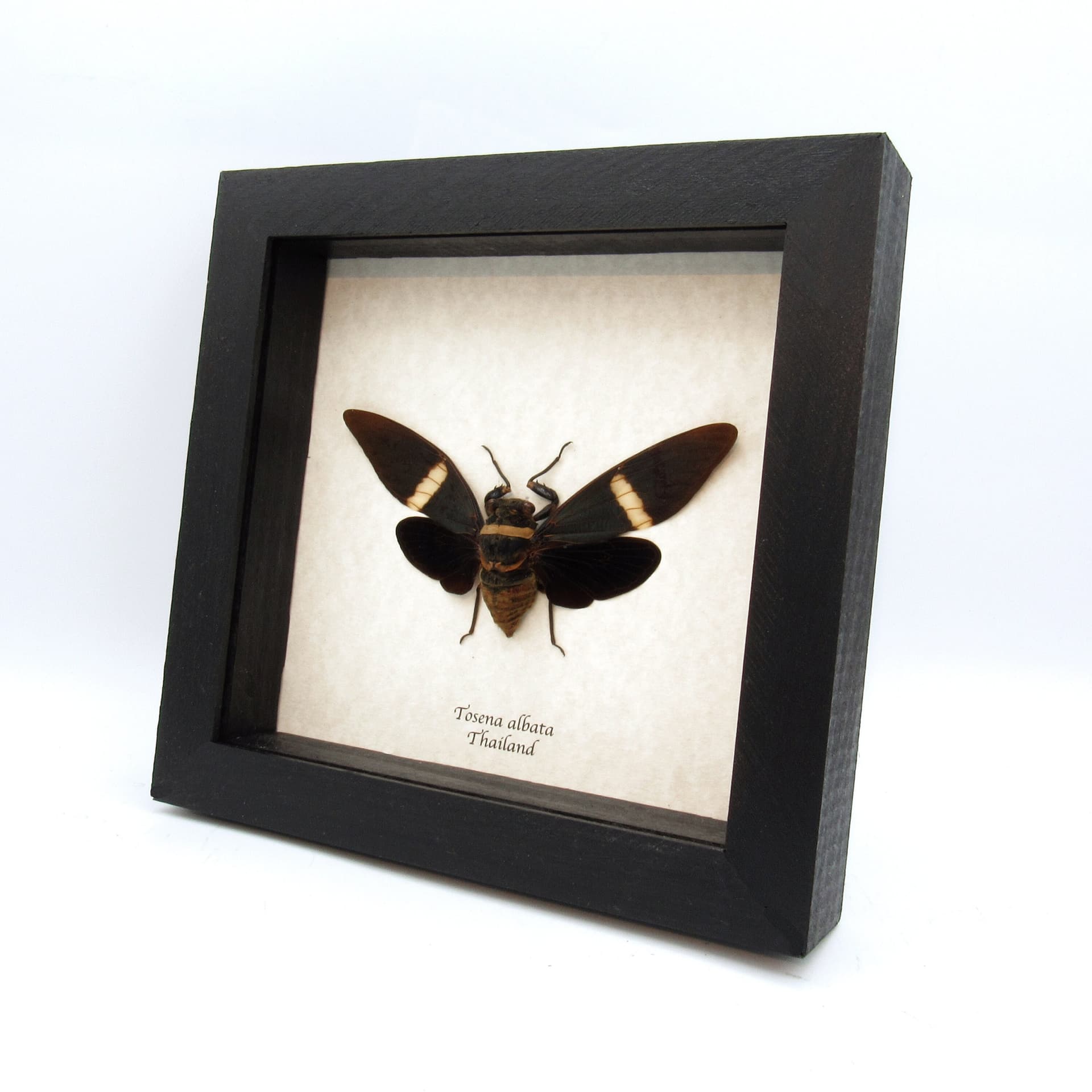 Real Giant Black Cicada frame taxidermy - Tosena albata