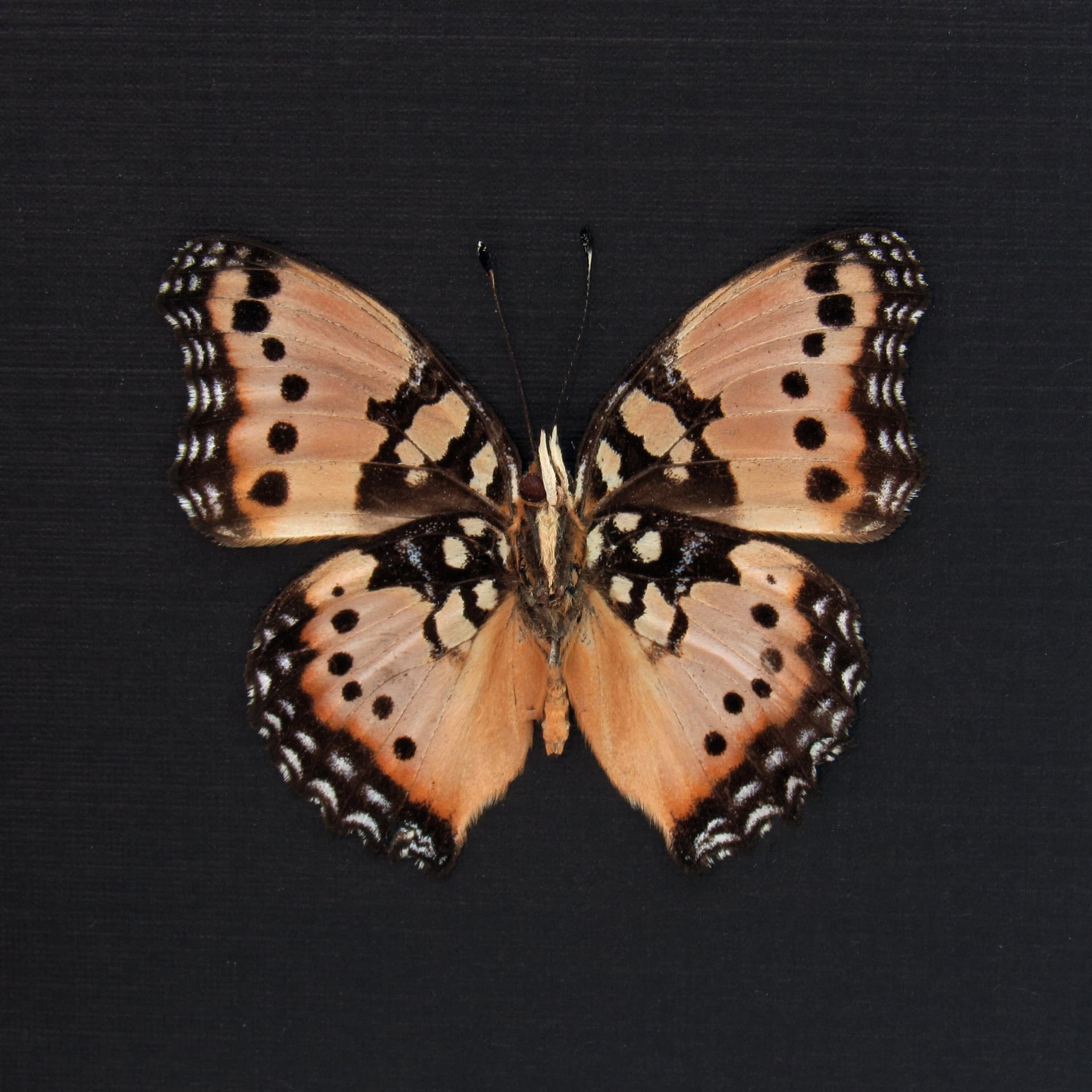Rare pink form Gaudy Commodore butterfly framed taxidermy - Precis octavia