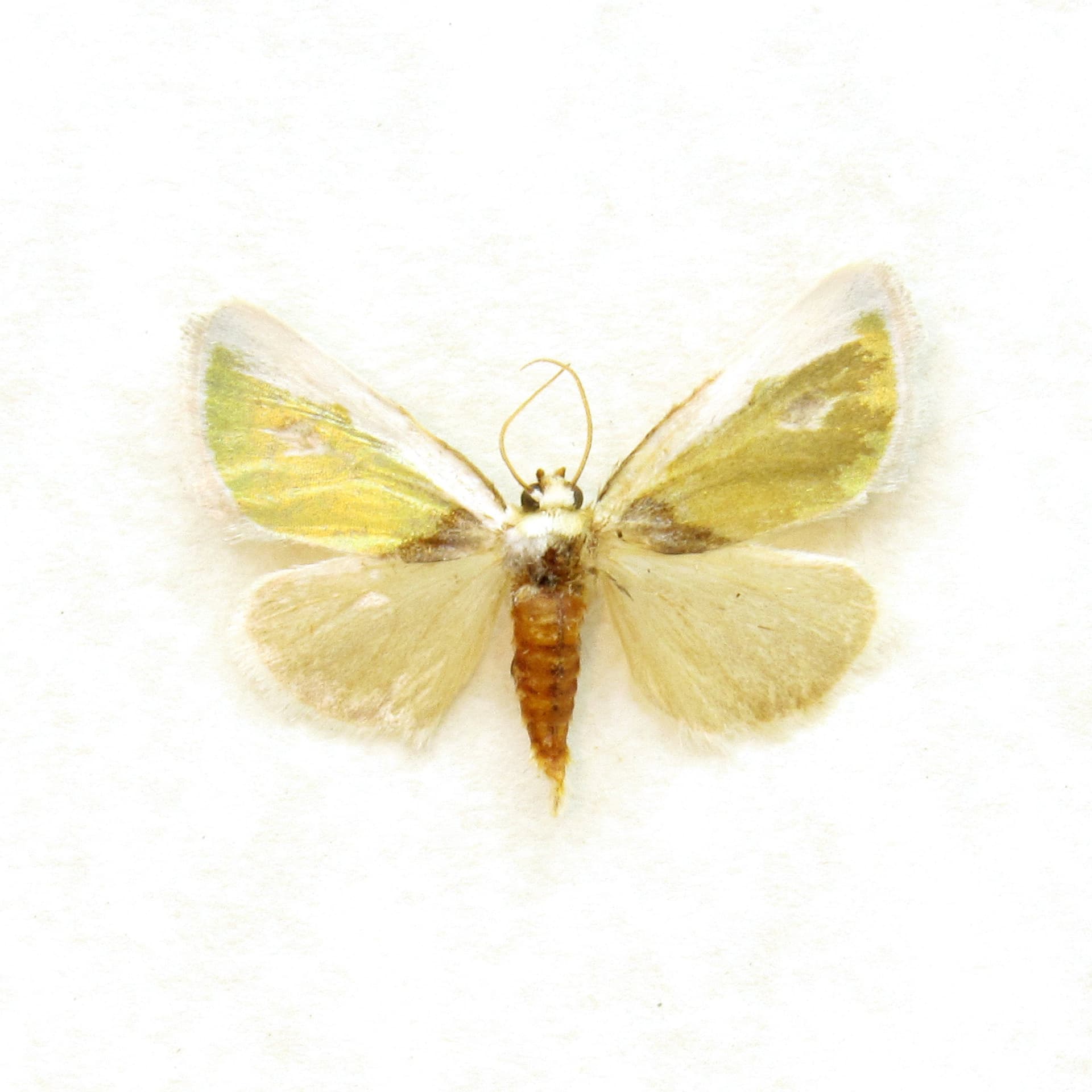 Tiny rare metallic gold Poetry moth framed taxidermy - Neumoegenia poetica