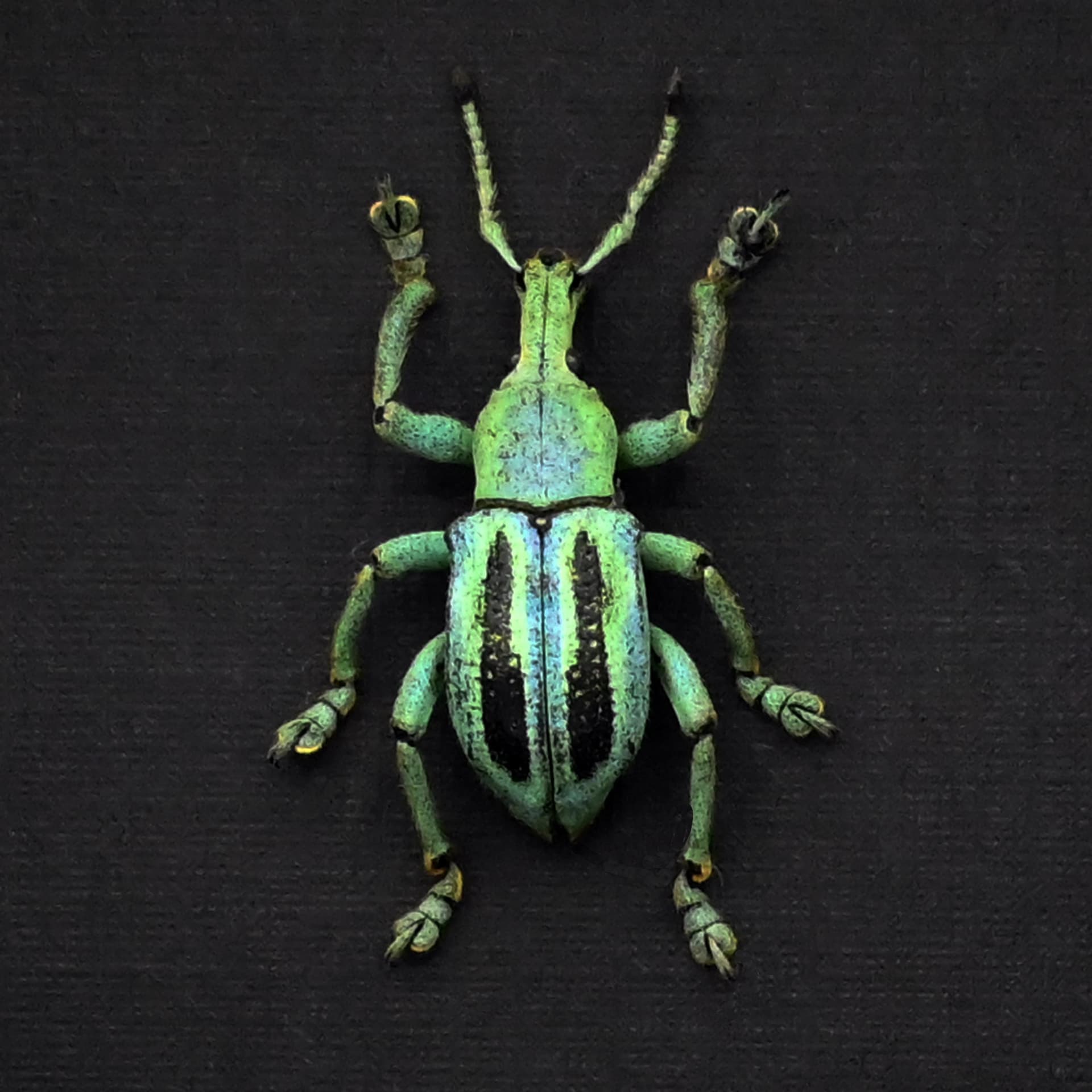 Rare Weevil beetle framed taxidermy - Eupholus marilaurea