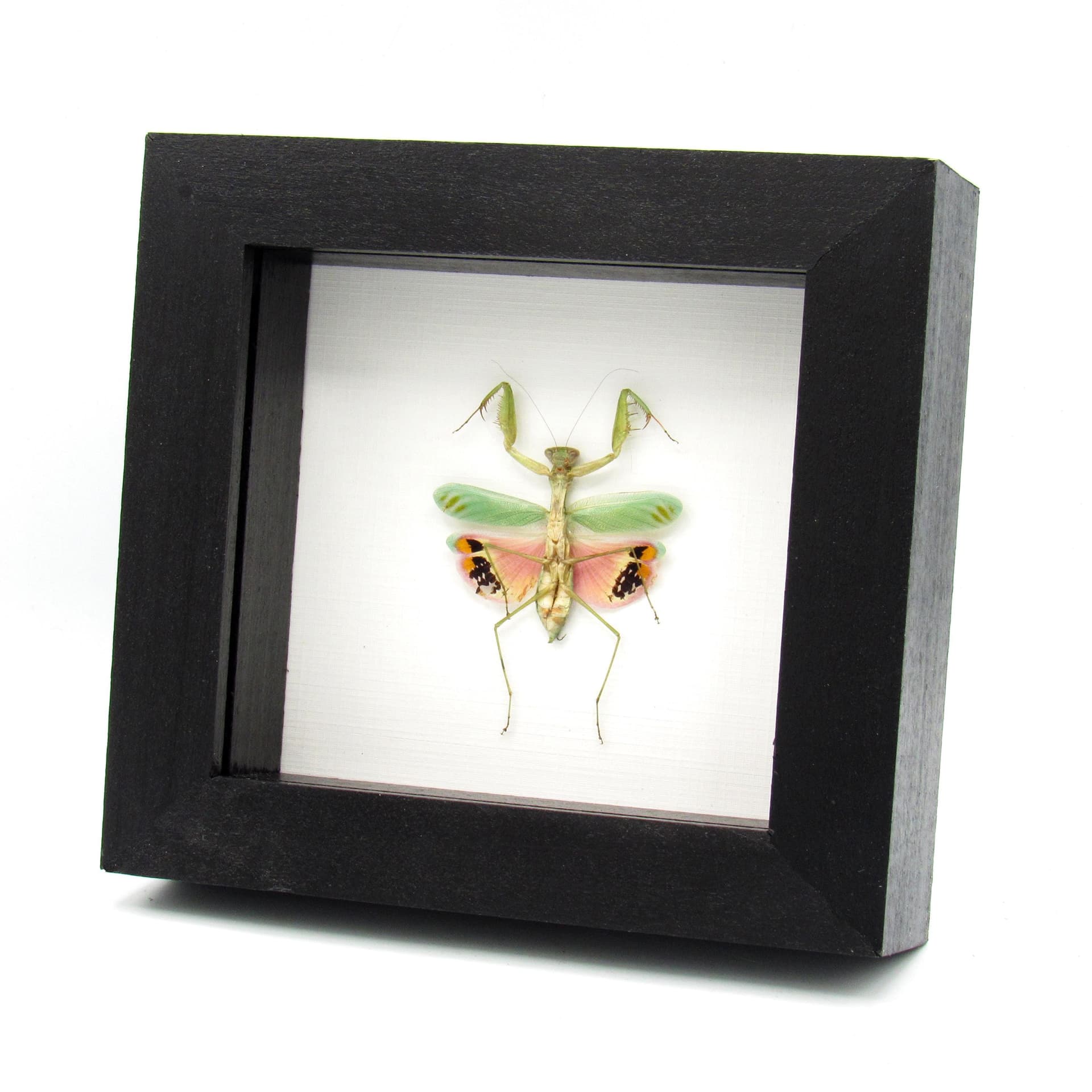 Rare framed Pink Umbrella Mantis taxidermy - Caliris elegans - female
