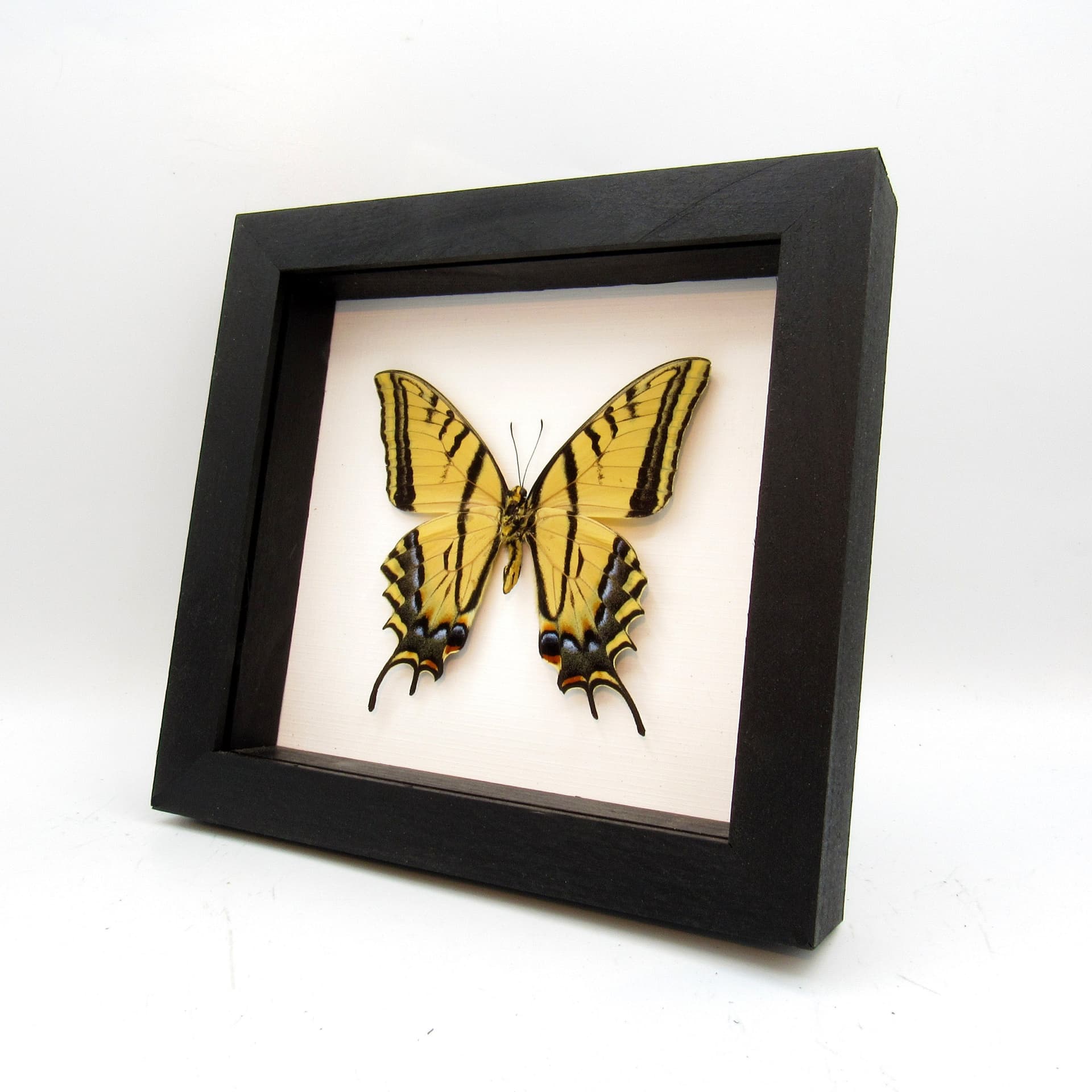 Real XL Two-Tailed Swallowtail framed taxidermy - Papilio multicaudata - female