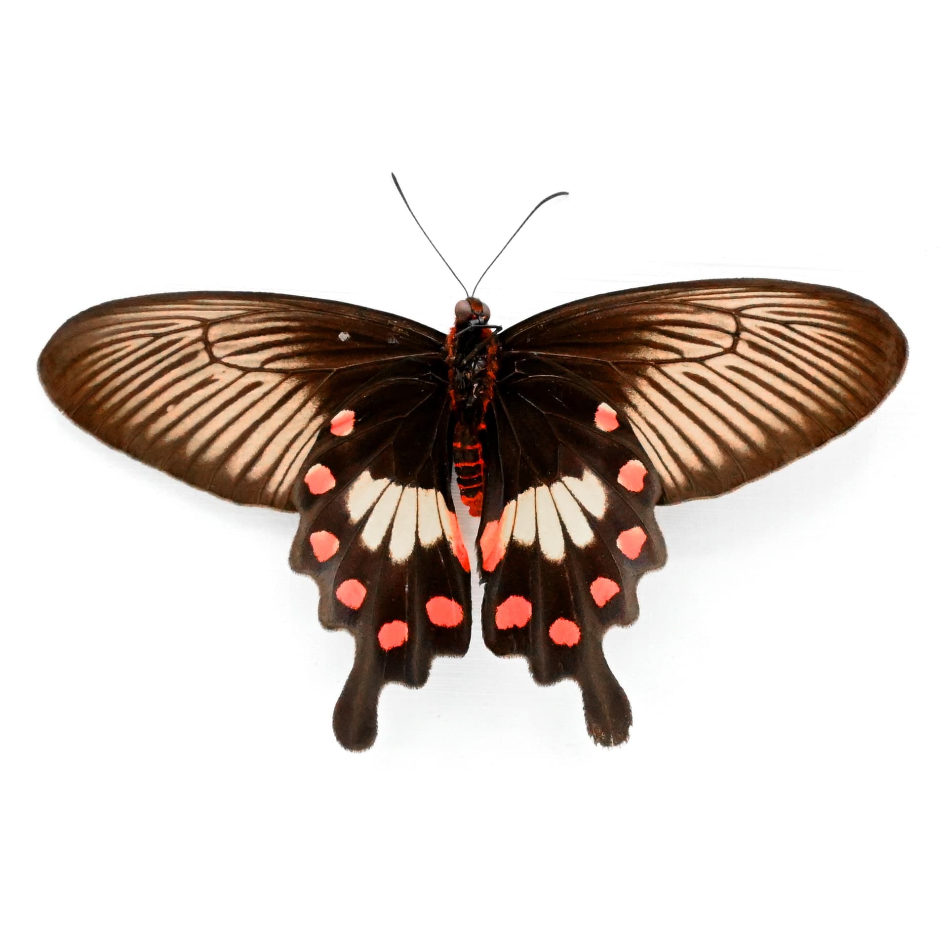 Real Common Rose butterfly framed taxidermy - Pachliopta aristolochiae - female - Victorian mount