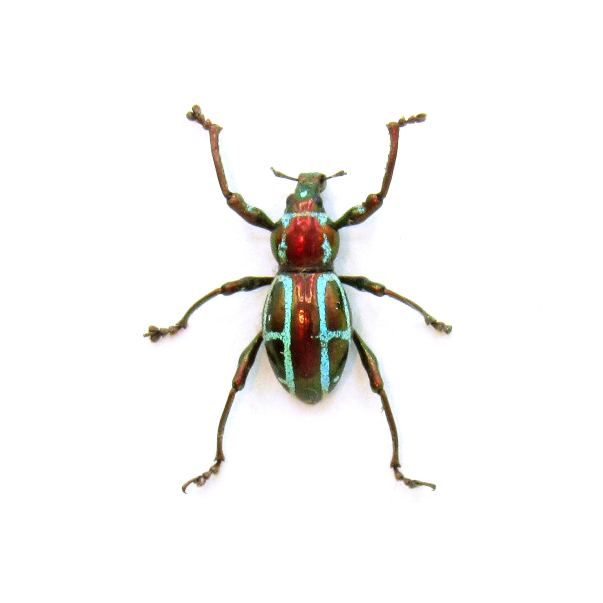WEEVIL MANIA! Real metallic red and green weevil framed taxidermy - Pachyrhynchus gloriosus