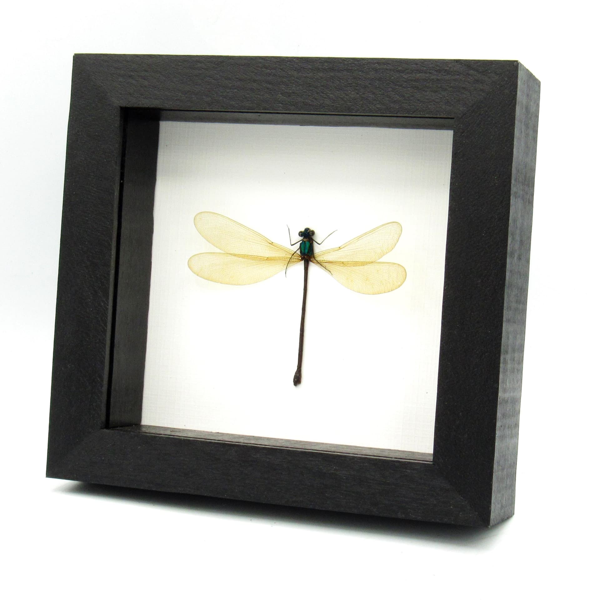 Real large green Dragonfly framed taxidermy - Vestalis luctuosa - female