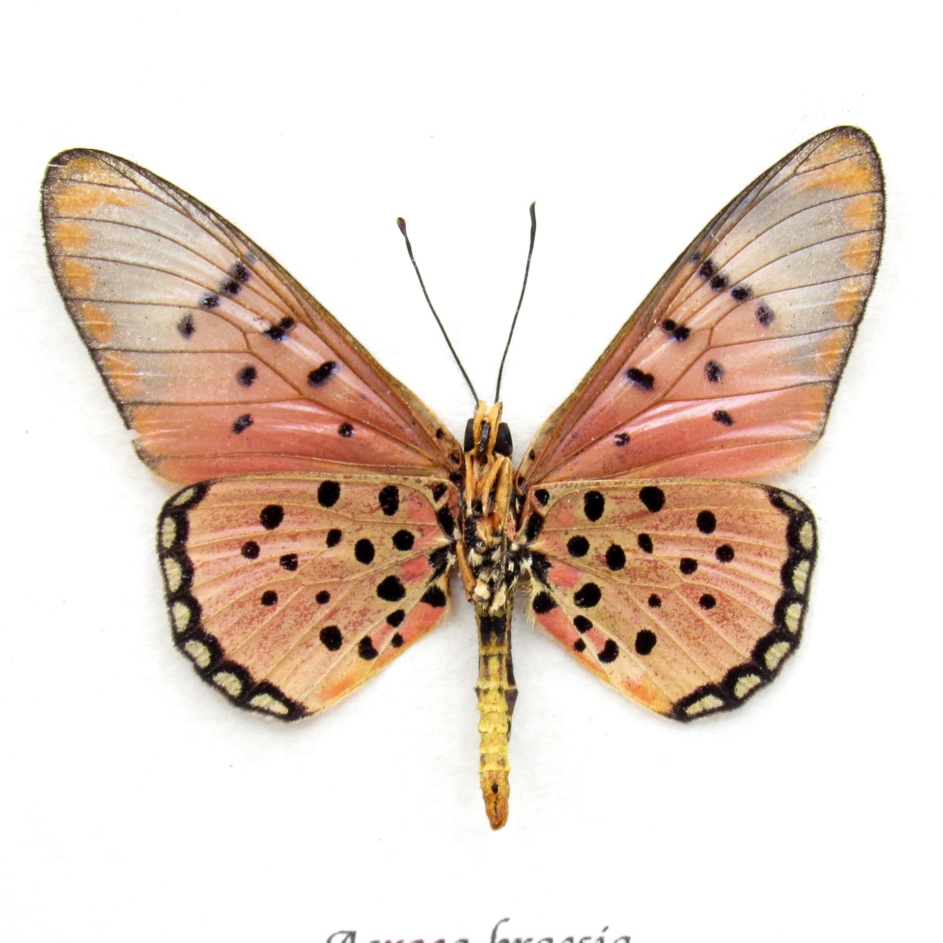 Real pink Acraea butterfly framed taxidermy - Acraea braesia