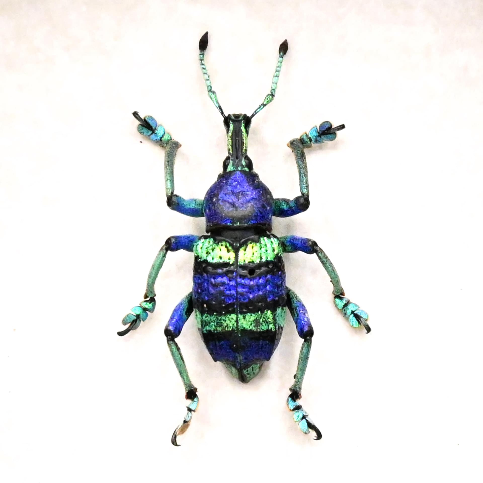 Real metallic weevil framed taxidermy - Eupholus magnificus - special purple color form