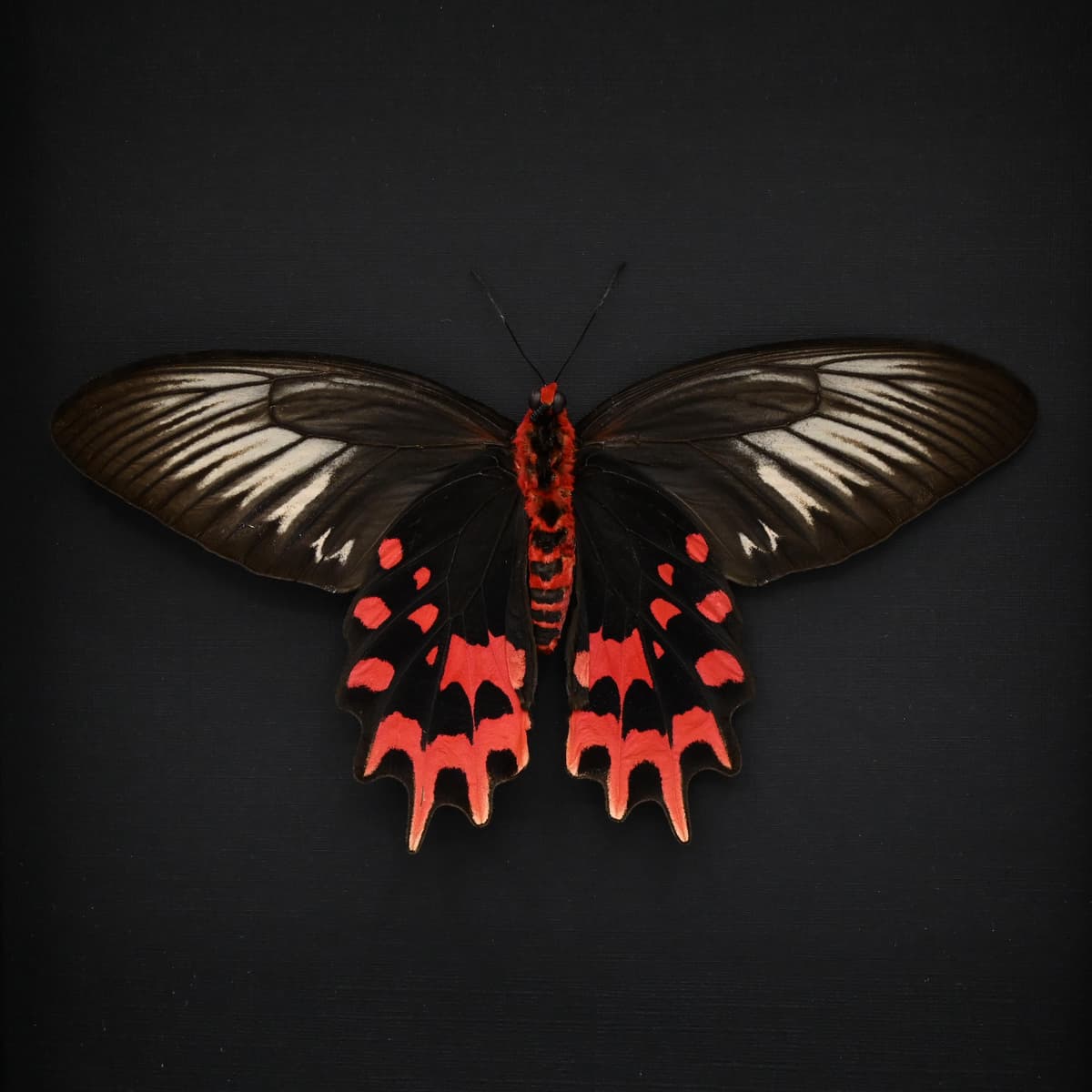 Real XL Vampire butterfly framed taxidermy - Atrophaneura semperi albofasciata - female - Victorian mount