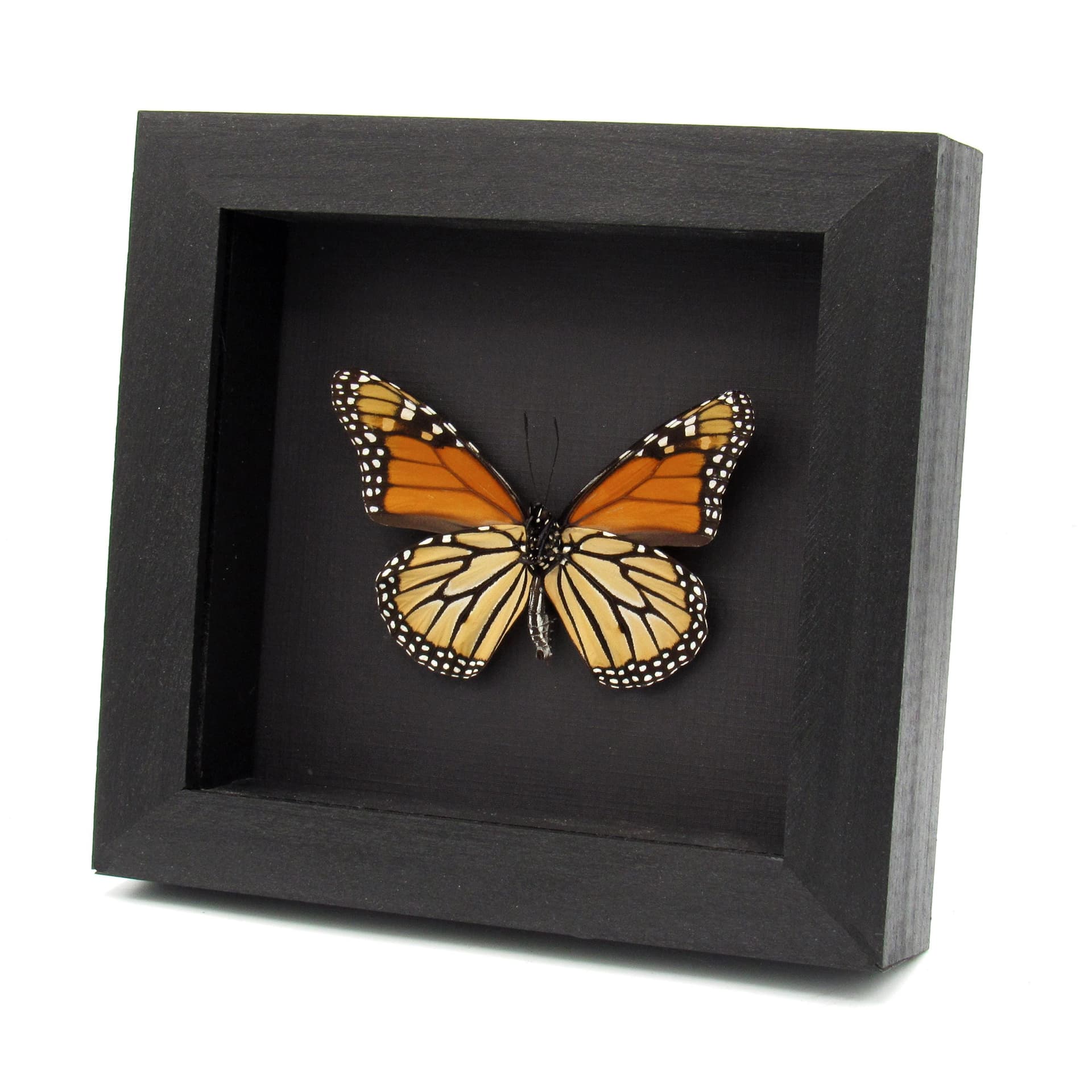 Real XL Monarch framed taxidermy butterfly - Danaus plexippus