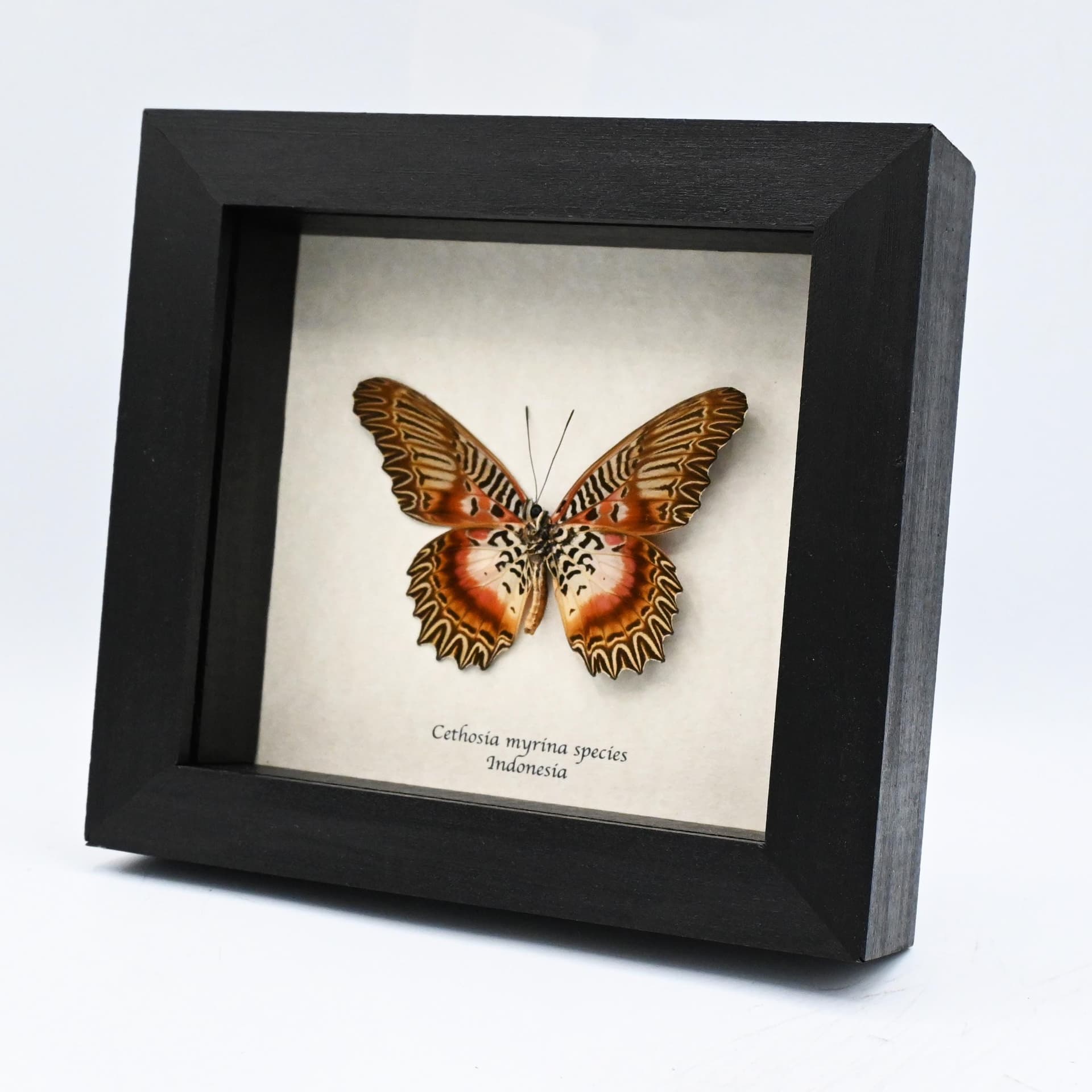 Real rare Violet Lacewing butterfly framed specimen - Cethosia myrina species