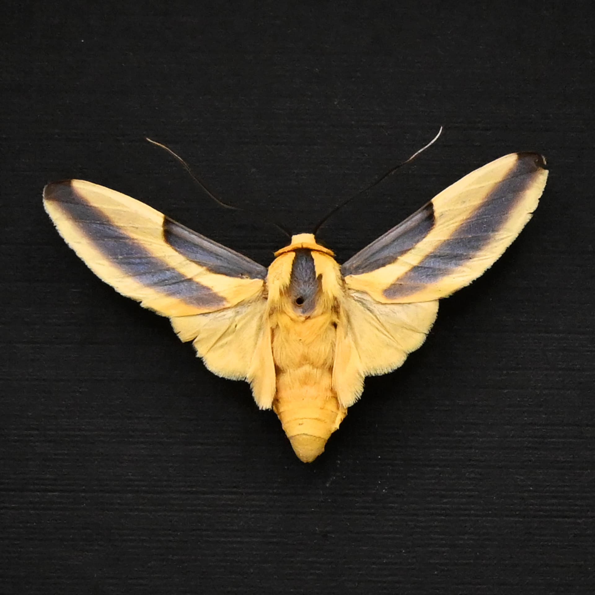 Real Erebid moth framed taxidermy - Sutonocrea reducta