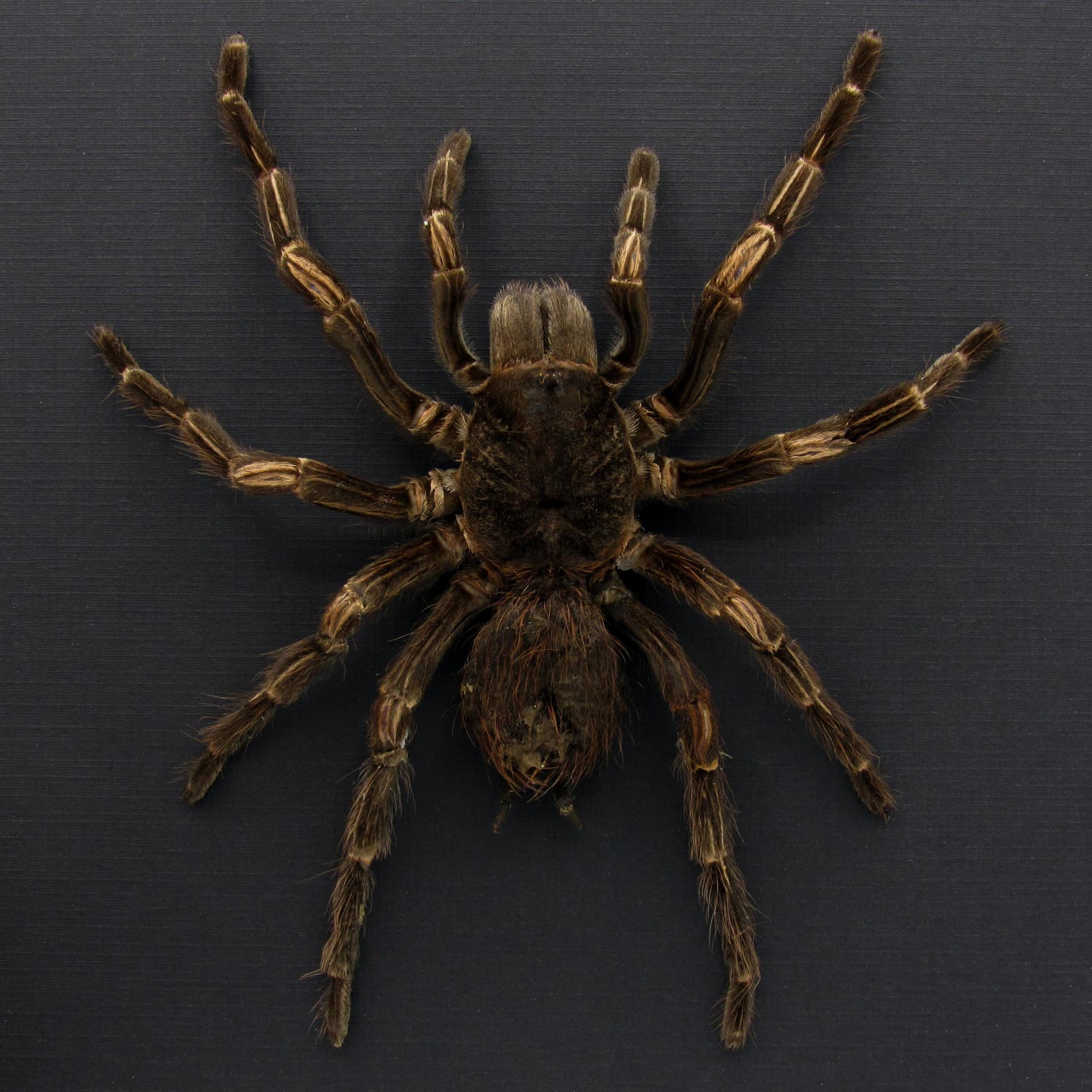 Real XL Brazilian Orange Banded Tarantula framed taxidermy - Acanthoscurria juruenicola - female