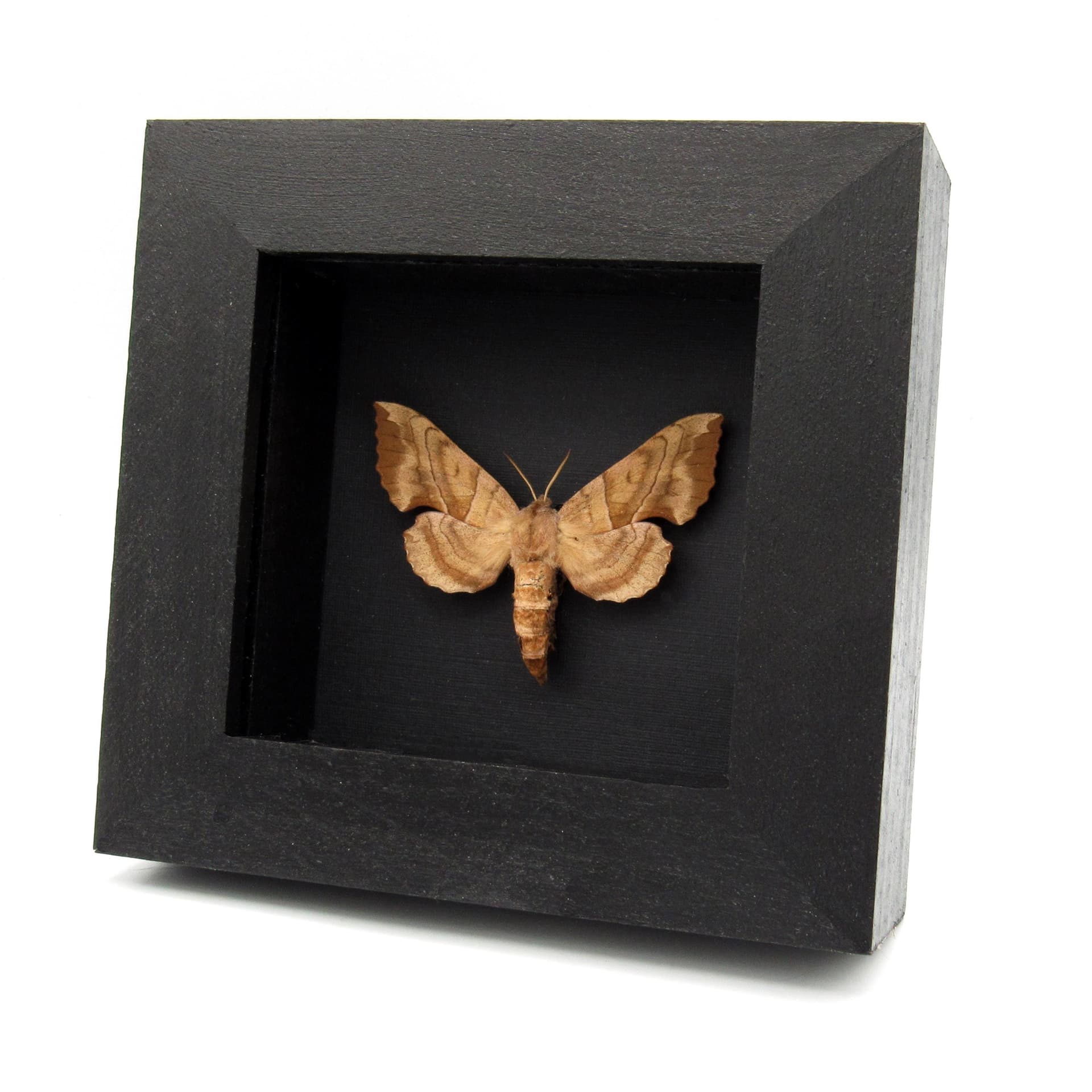Real Walnut Sphinx moth framed taxidermy - Amorpha juglandis